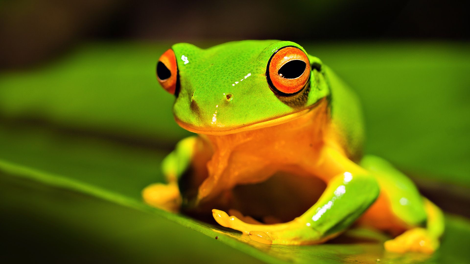 Green Frog Background 33410 1920x1080px