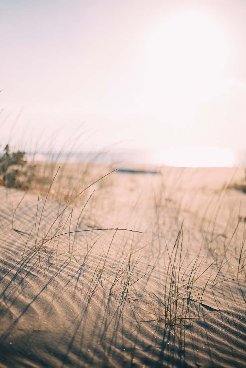 iPhone Wallpaper Low Angle Photo Of Grass Taken At Daytime iPhone Background Image