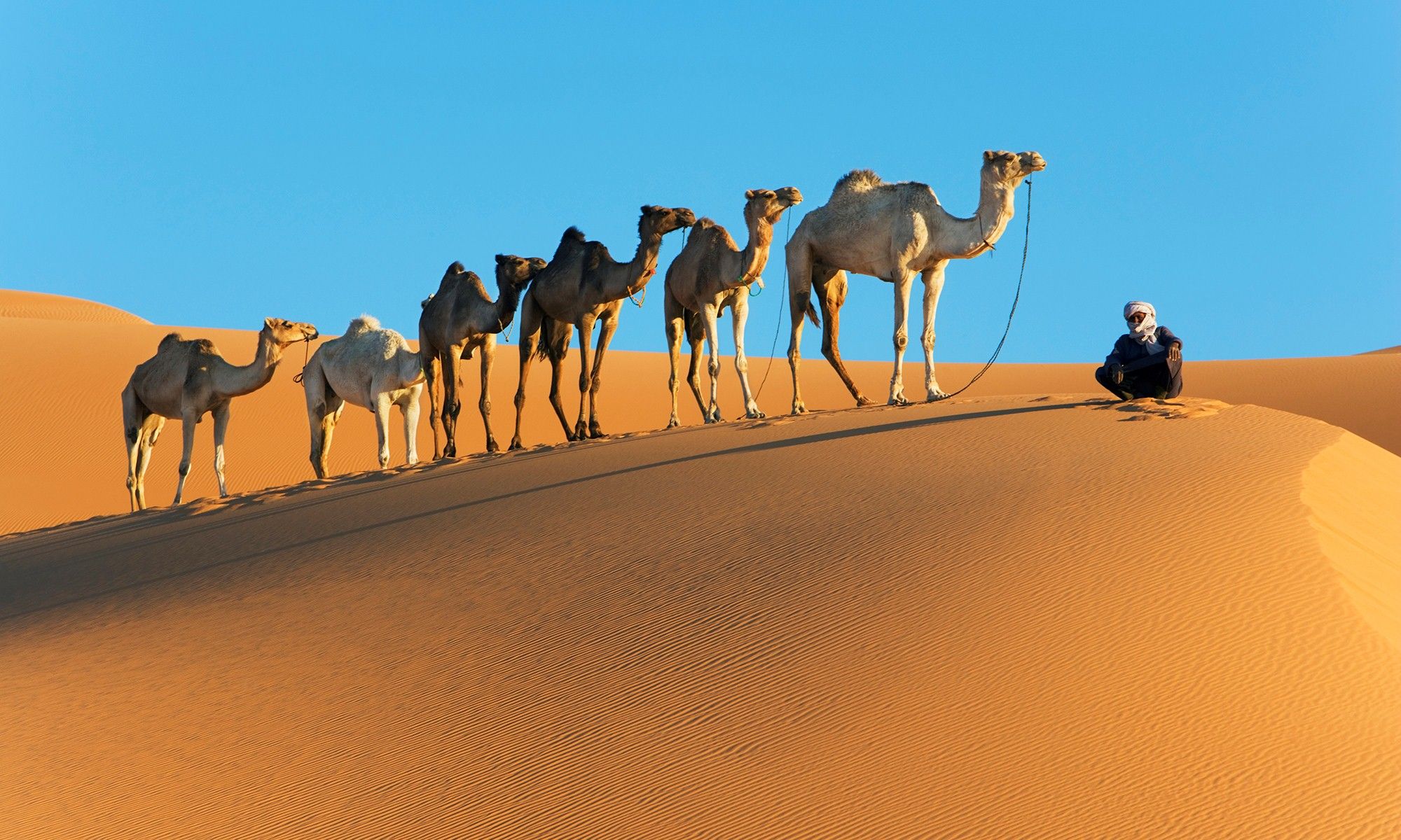 Desert Camel Wallpapers - Wallpaper Cave
