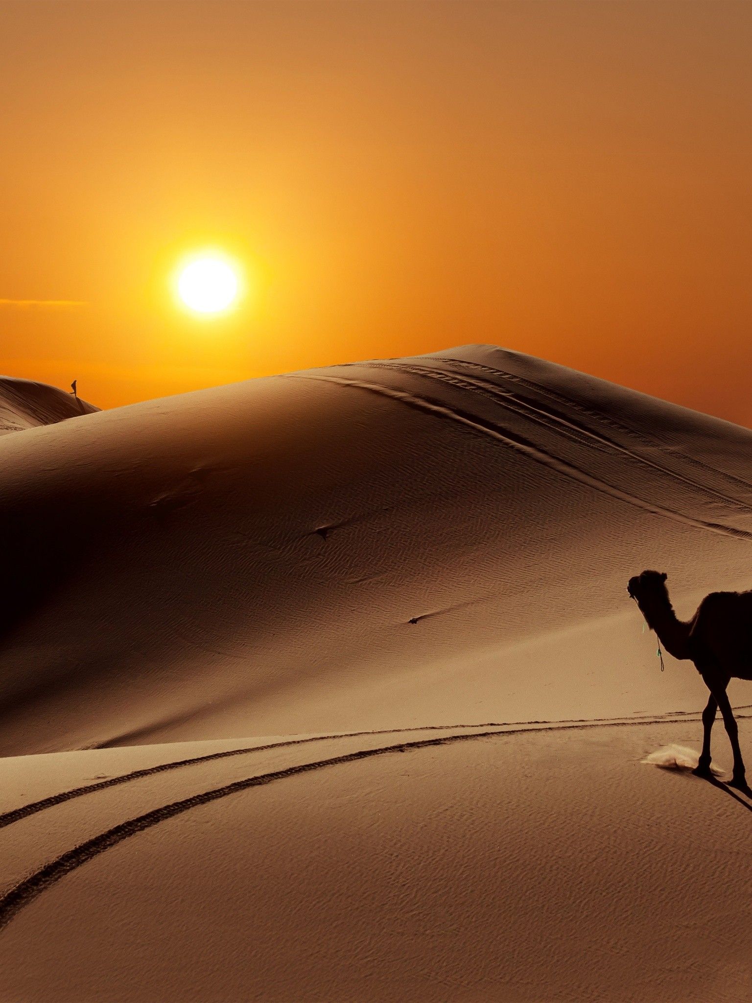 Sun People Desert Camel Wallpaper With Camel HD