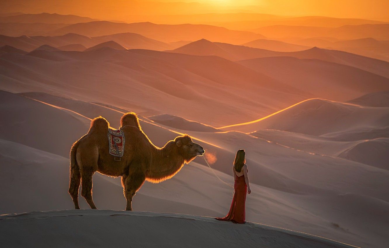 Wallpaper girl, nature, desert, camel image for desktop, section разное