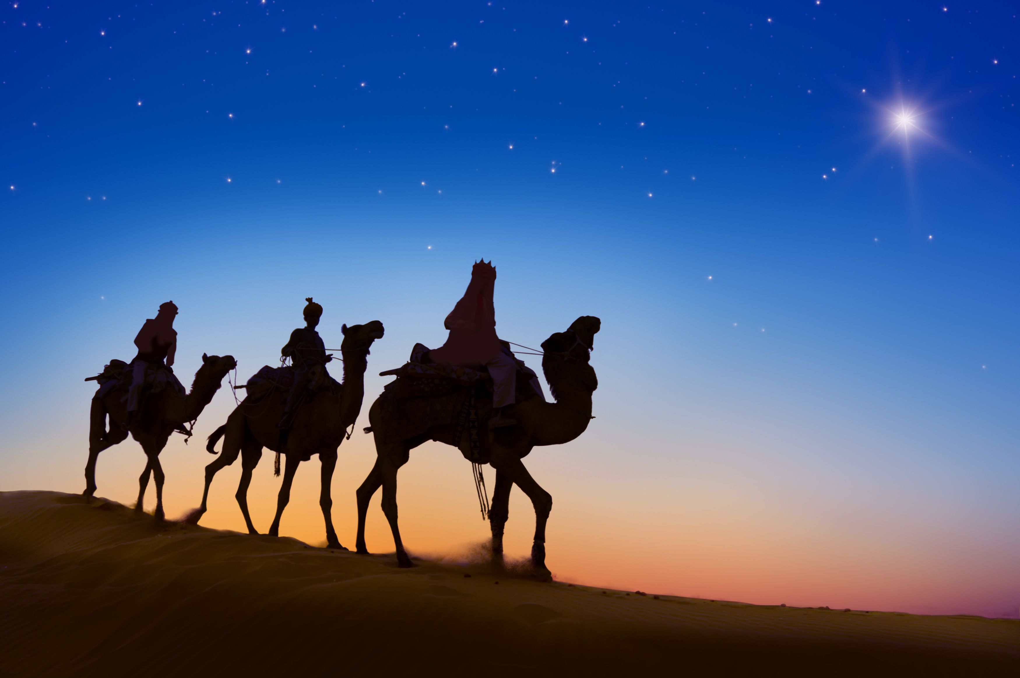 Desert Camels Evening Silhouette, HD Animals, 4k Wallpaper, Image, Background, Photo and Picture