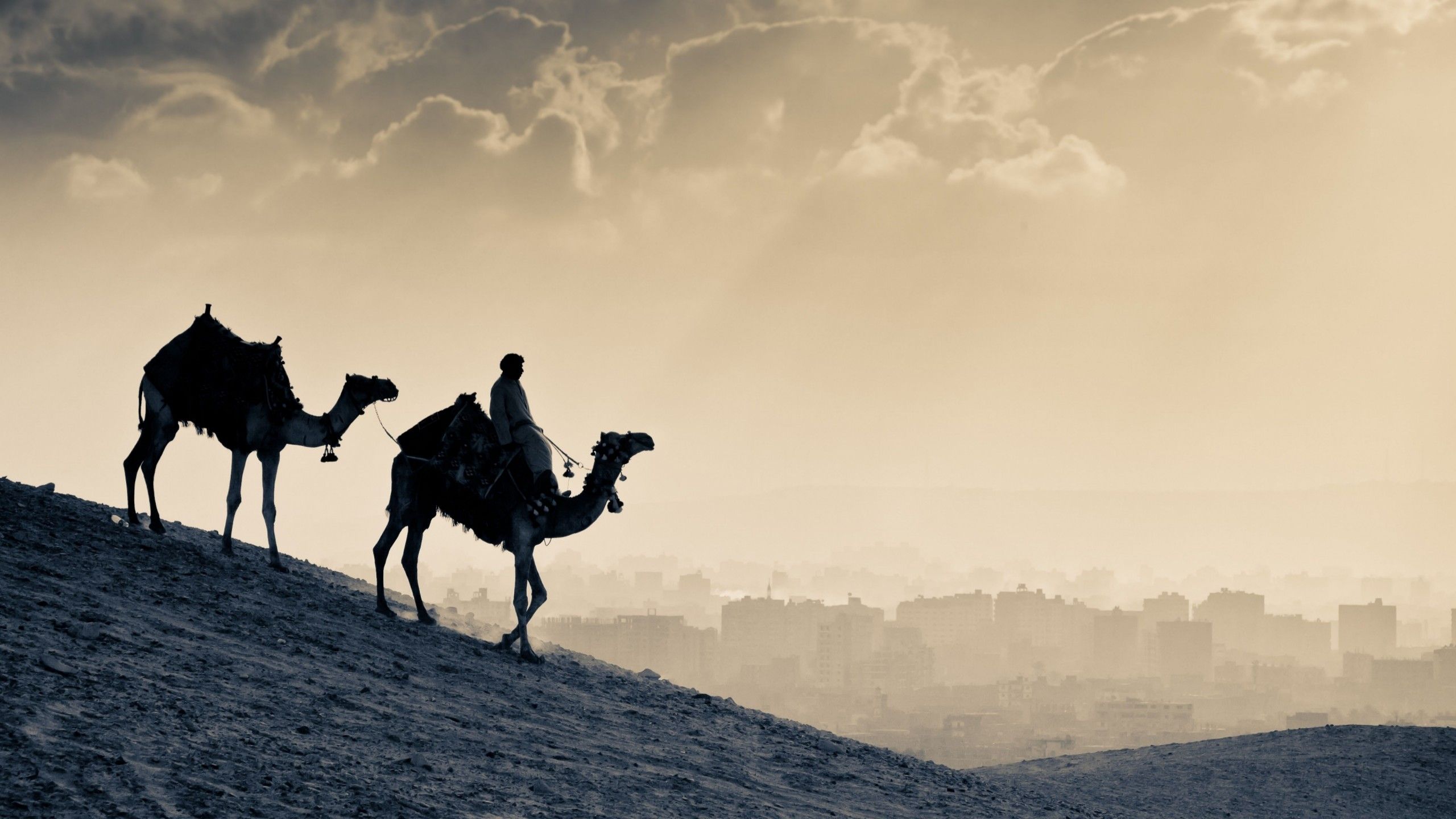Wallpaper Camel, desert, sunset, Animals