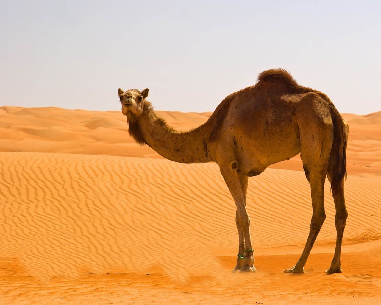 Desert Camel Wallpapers - Wallpaper Cave