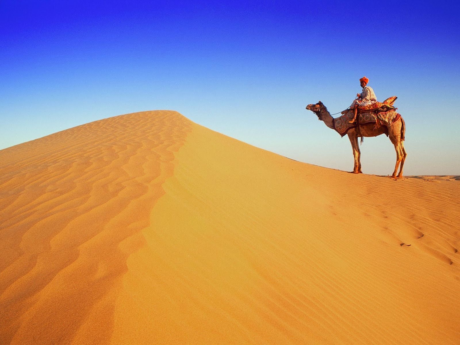 beauty walpaper: Desert and Camel Wallpaper