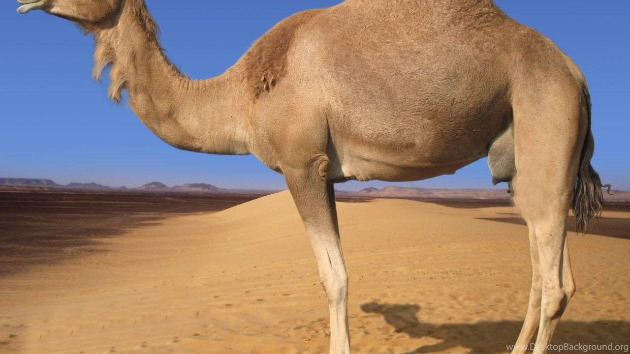 Camel In Desert Wallpaper For PC Desktop Background