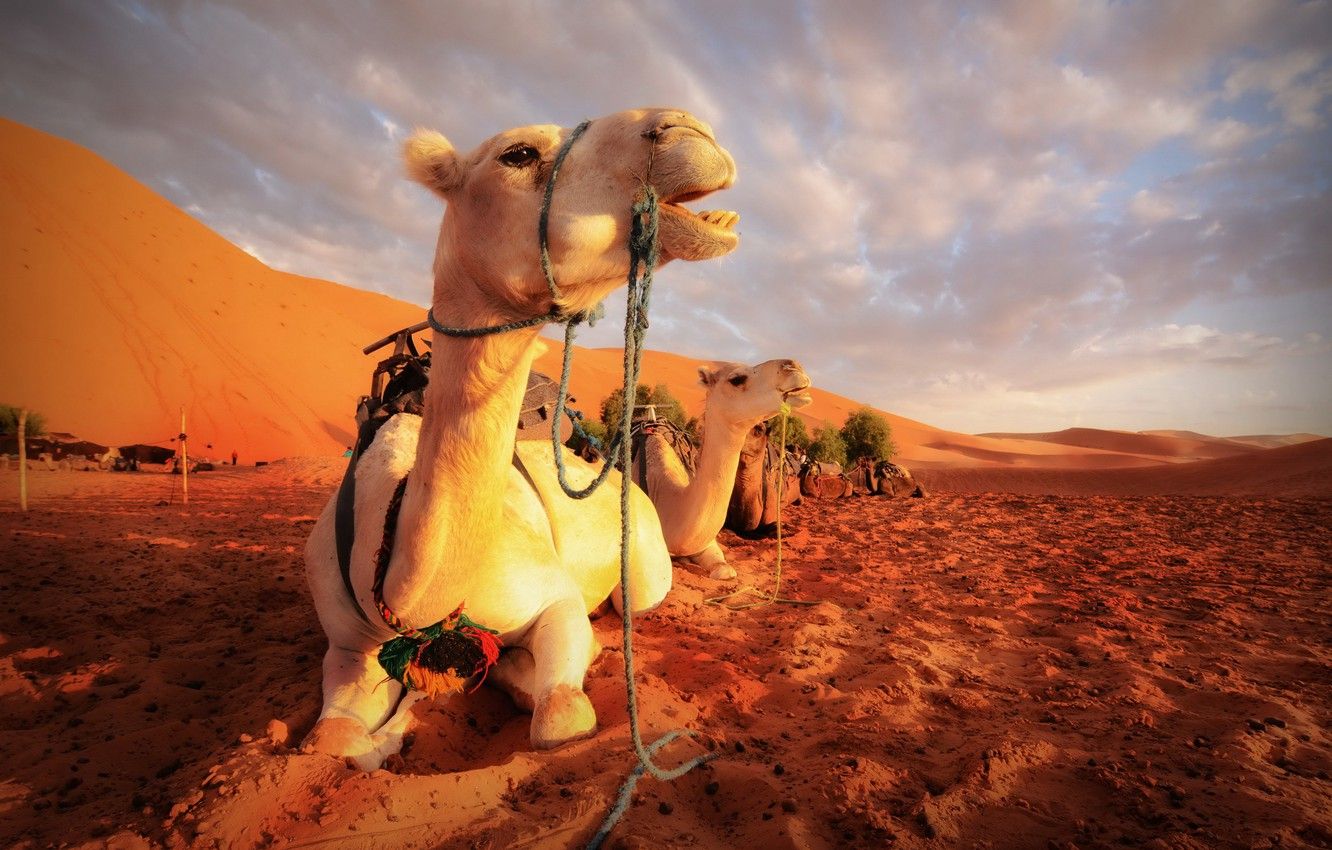 Wallpaper nature, desert, camels image for desktop, section животные