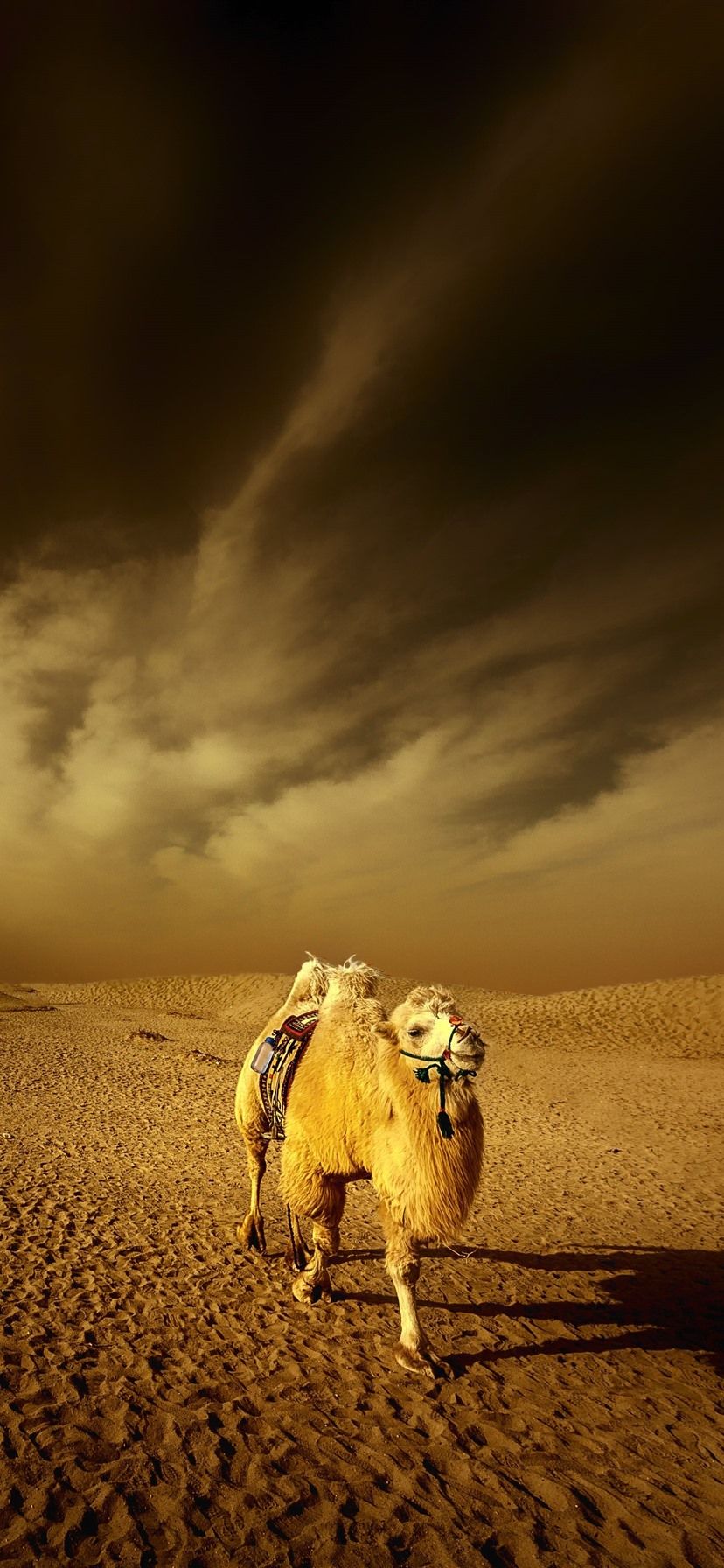 Desert, Camel, Clouds, Dusk 1242x2688 IPhone 11 Pro XS Max Wallpaper, Background, Picture, Image