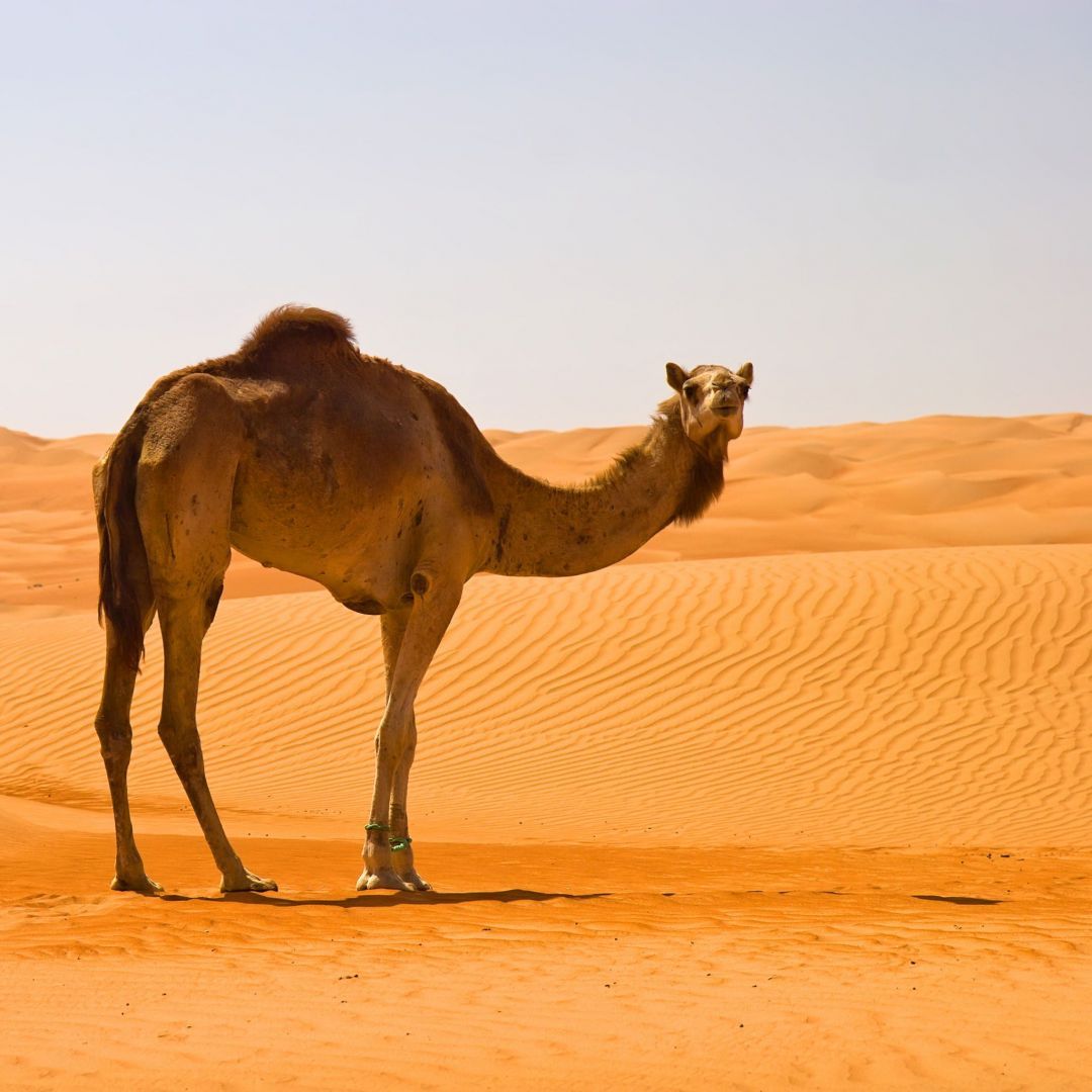 Desert Camel, iPhone, Desktop HD Background / Wallpaper (1080p, 4k) (2048x2048) (2021)