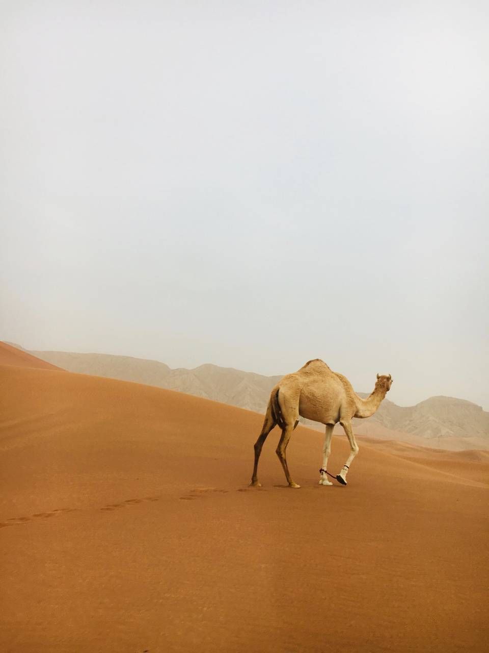 Desert Camel wallpaper