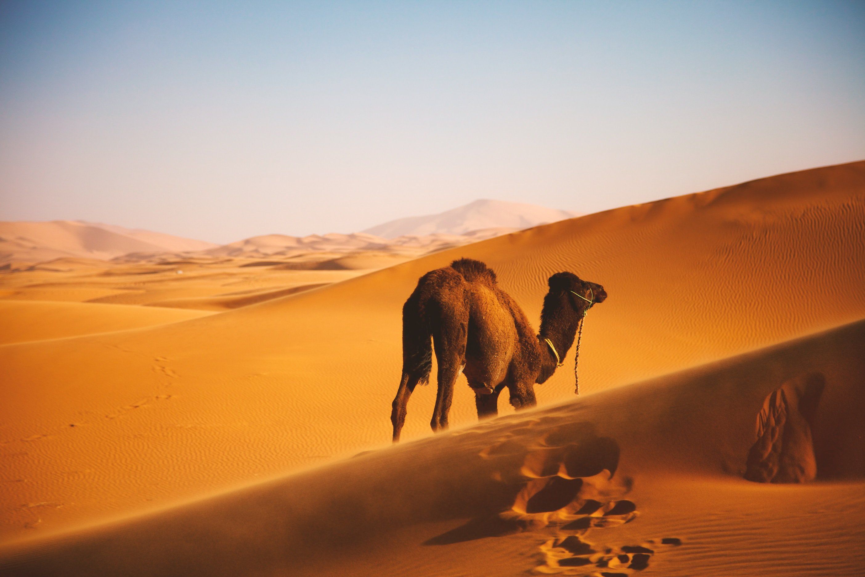 Camel 4K wallpaper for your desktop or mobile screen free and easy to download