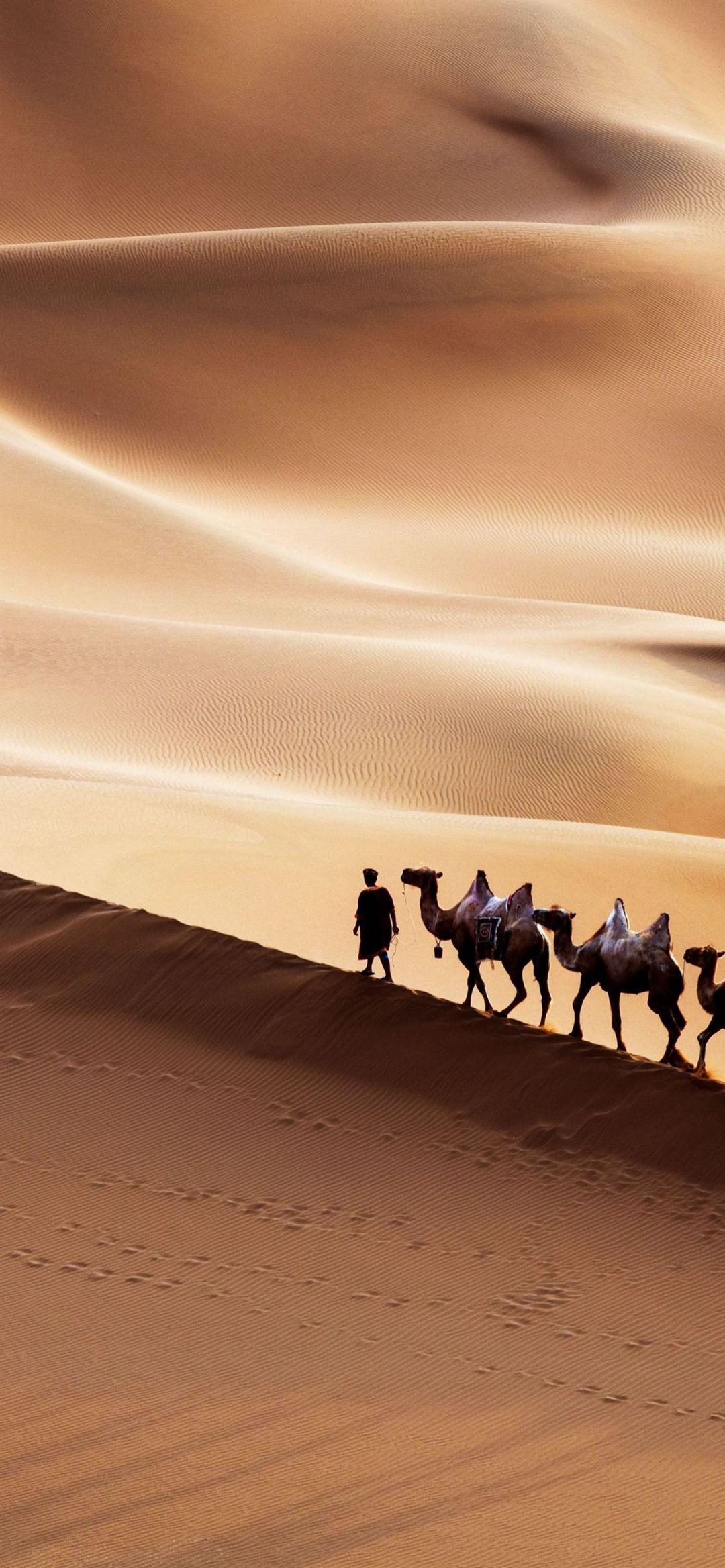 Desert Camel, iPhone, Desktop HD Background / Wallpaper (1080p, 4k) (1242x2688) (2021)