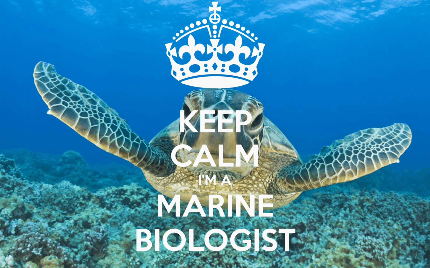 Marine Biologist Wallpaper, HD Marine Biologist Background on WallpaperBat
