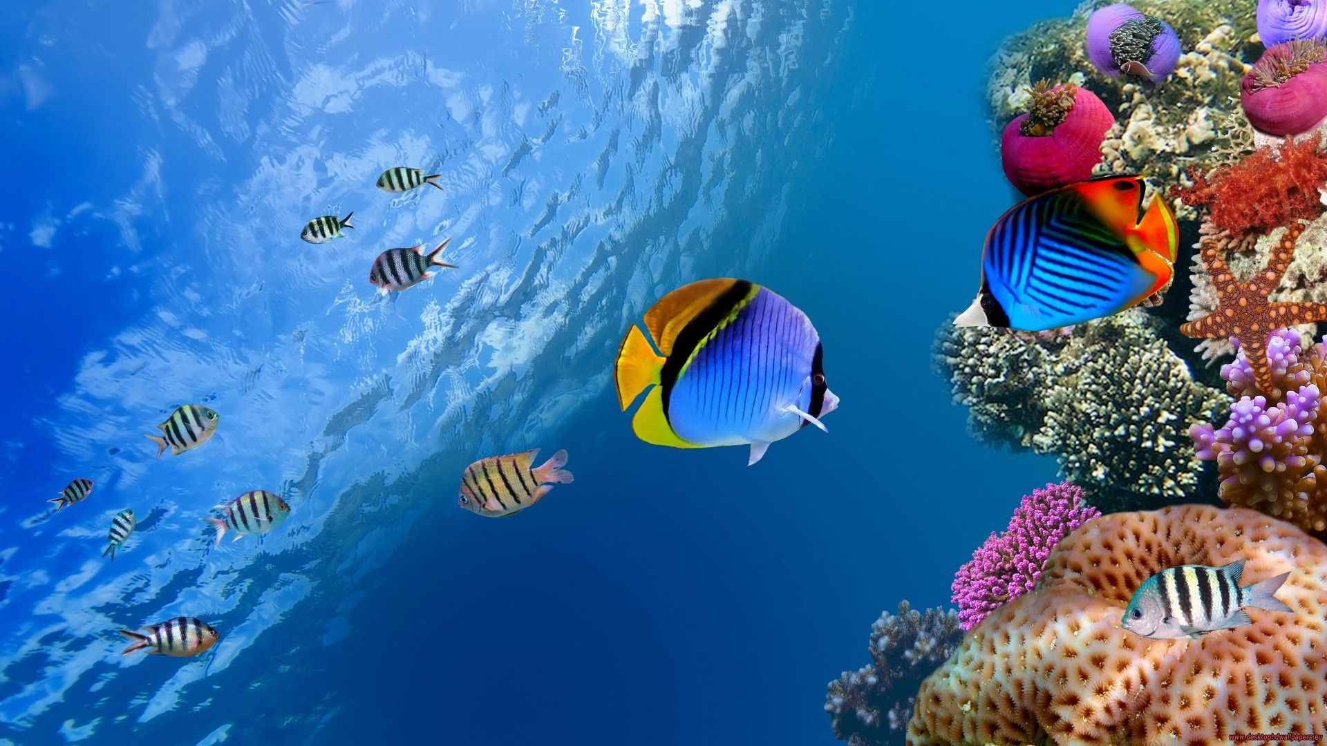 Wallpaper, water, nature, photo manipulation, underwater, coral reef, 1920x1080 px, computer wallpaper, ecosystem, biome, marine biology, organism, coral reef fish, pomacentridae, anemone fish, stony coral 1920x1080