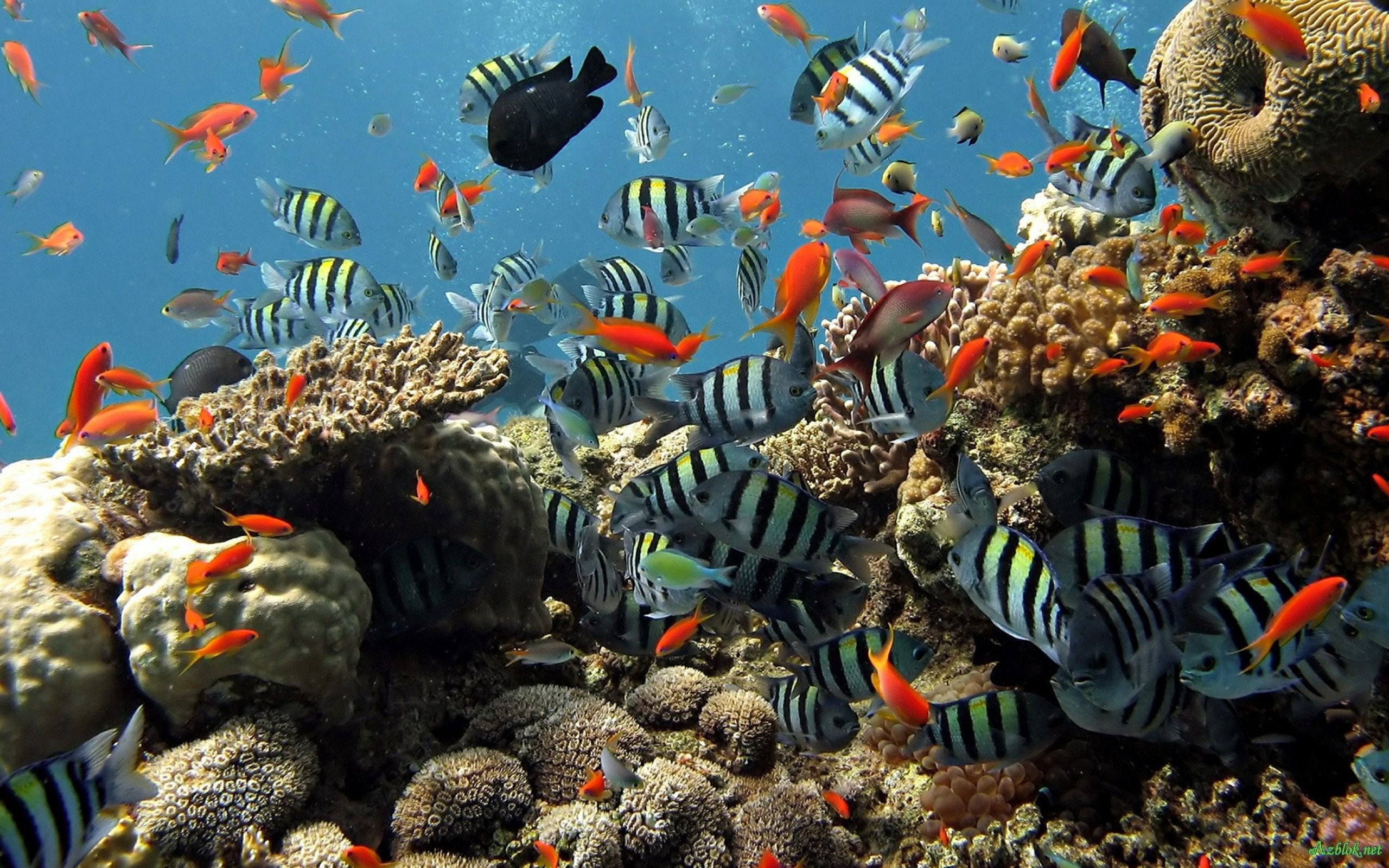 3D live wallpaper hd, reef, coral reef, coral reef fish, underwater, marine biology