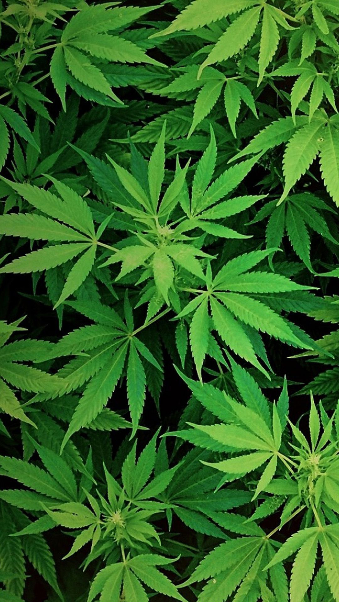 Galaxy Weed Leaf Wallpaper