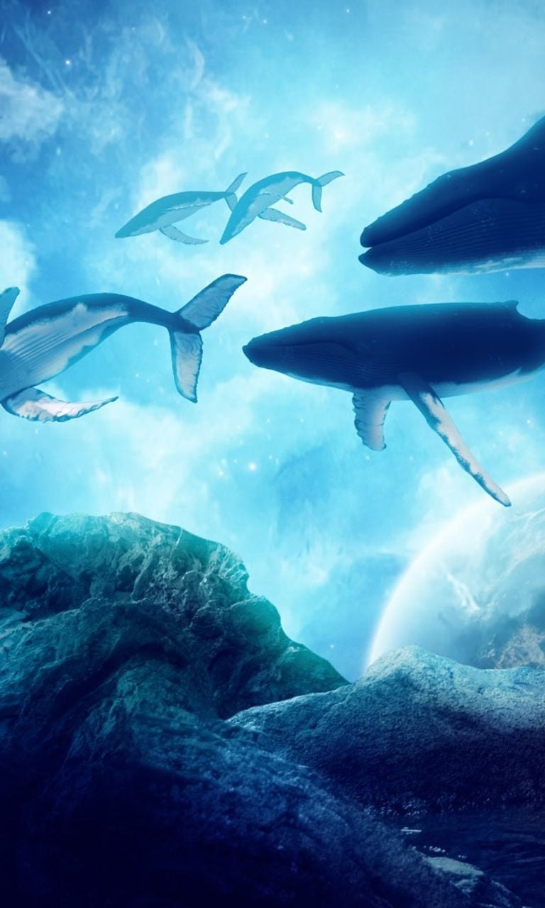 baleias. Marine mammals, Sea life wallpaper, Whale