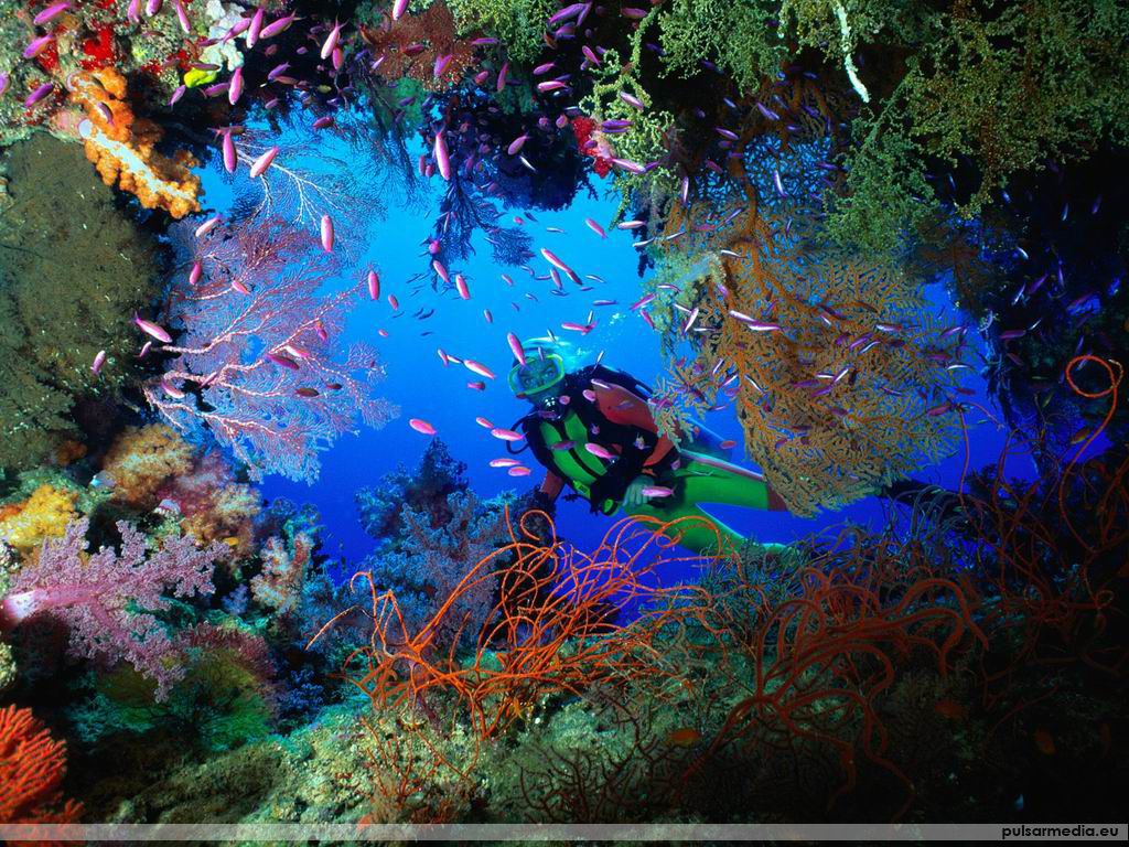 Free download Pink Fish Ocean Life 1024x768 Deluxe Wallpaper Ocean Marine Biology [1024x768] for your Desktop, Mobile & Tablet. Explore Ocean Wallpaper Background 1024x768. Ocean Wallpaper Background 1024x 1024x768