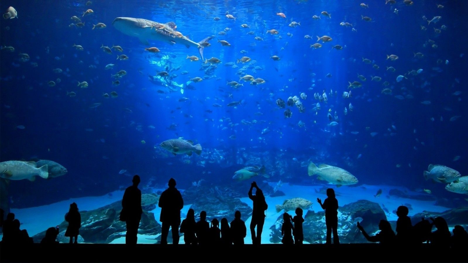 silhouette, fish, underwater, coral reef, aquarium, biology, ocean, reef, computer wallpaper, marine biology, underwater diving. Mocah HD Wallpaper