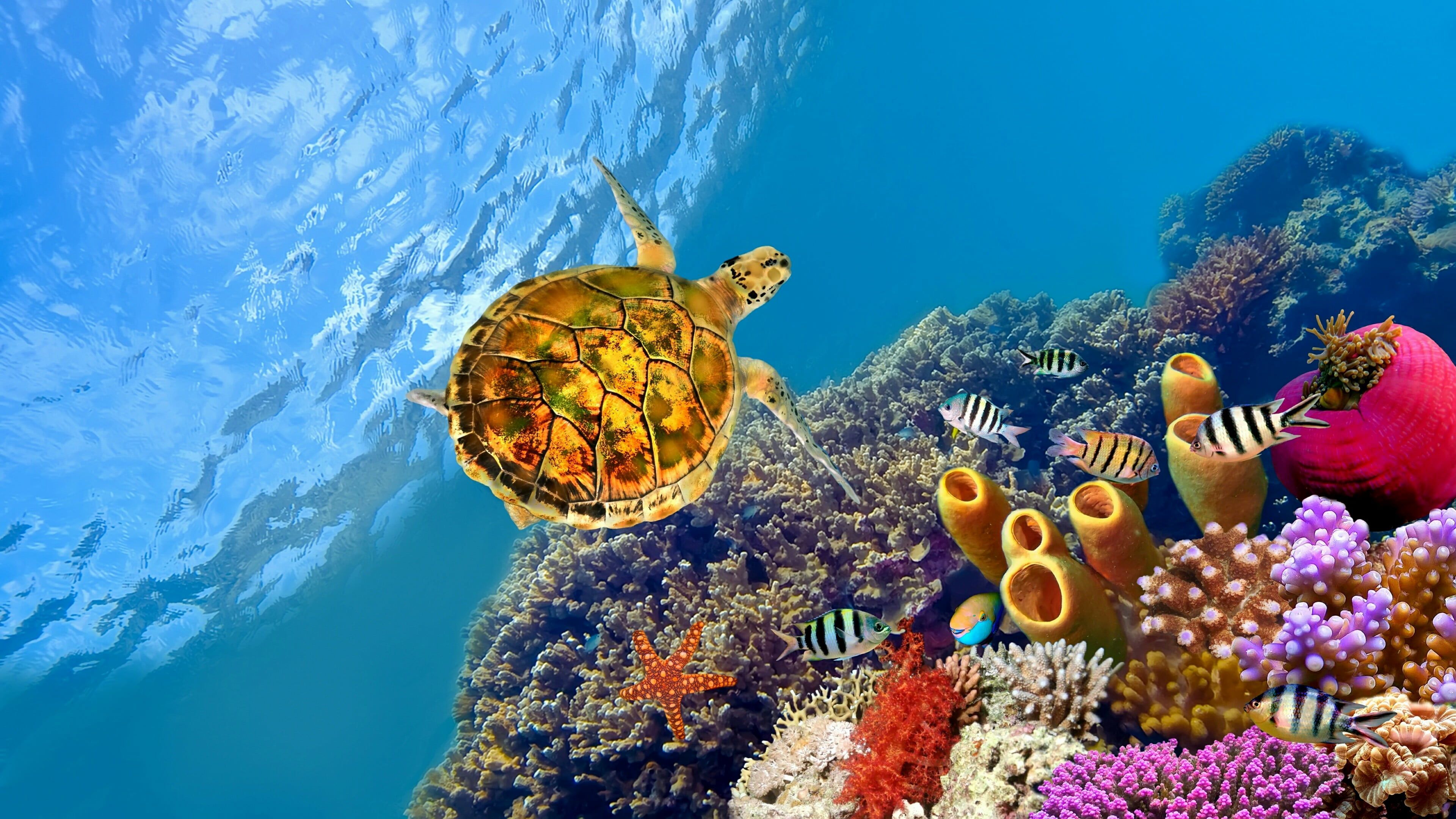 turtle #sea #underwater coral reef marine biology sea turtle #reef #coral #underwater #fish K #w. Free desktop wallpaper, Background desktop, Turtle wallpaper