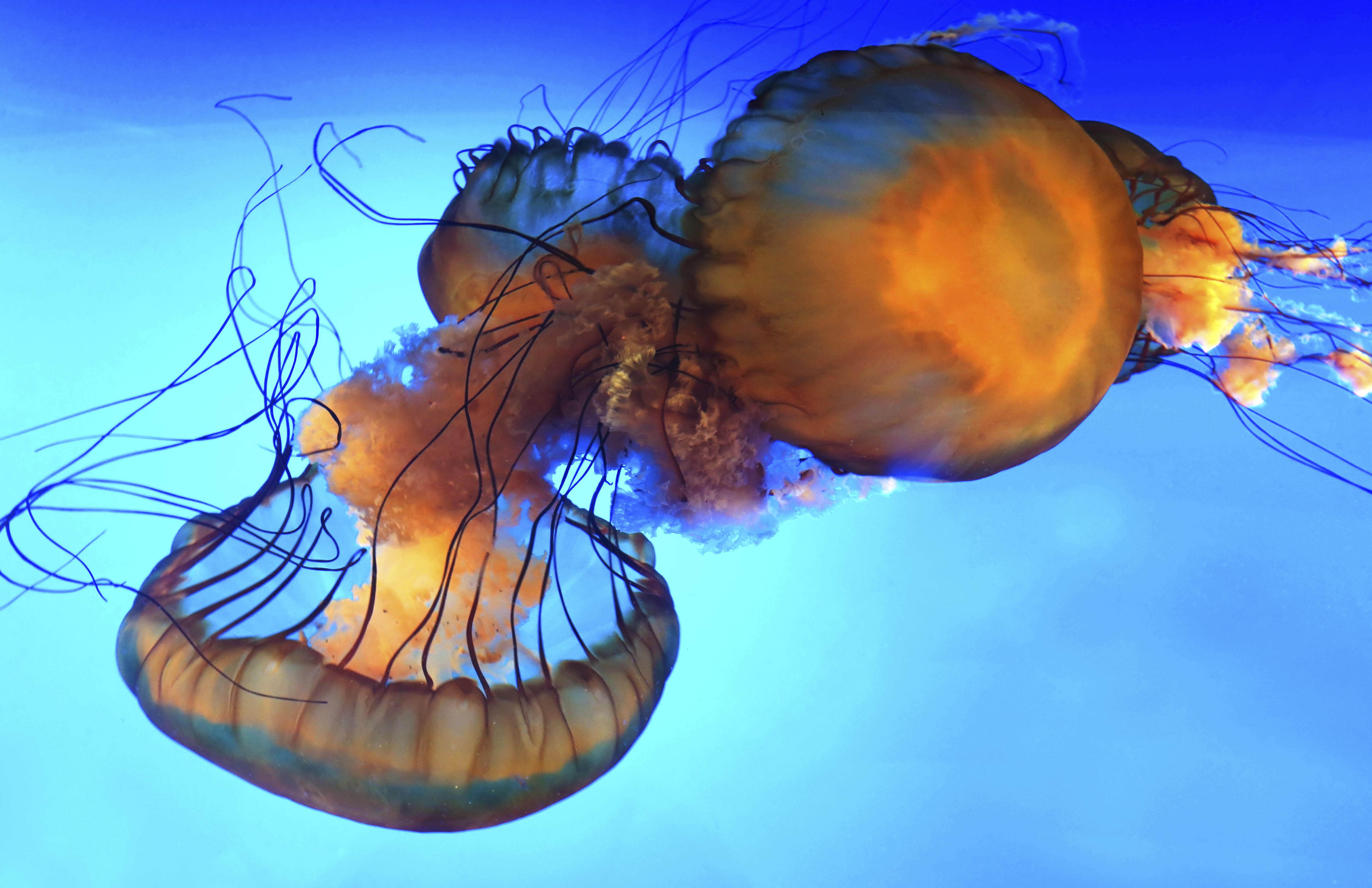 Wallpaper, jellyfish, cnidaria, invertebrate, marine invertebrates, marine biology, fish, organism, sky, computer wallpaper 5184x3359