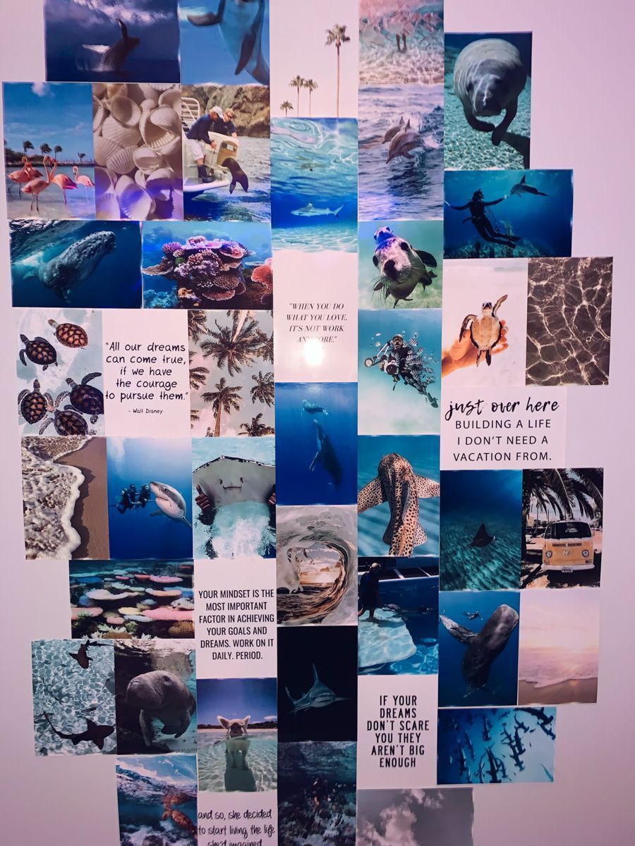 Ocean Collage. Marine biology jobs, Oceanography marine biology, Artsy picture