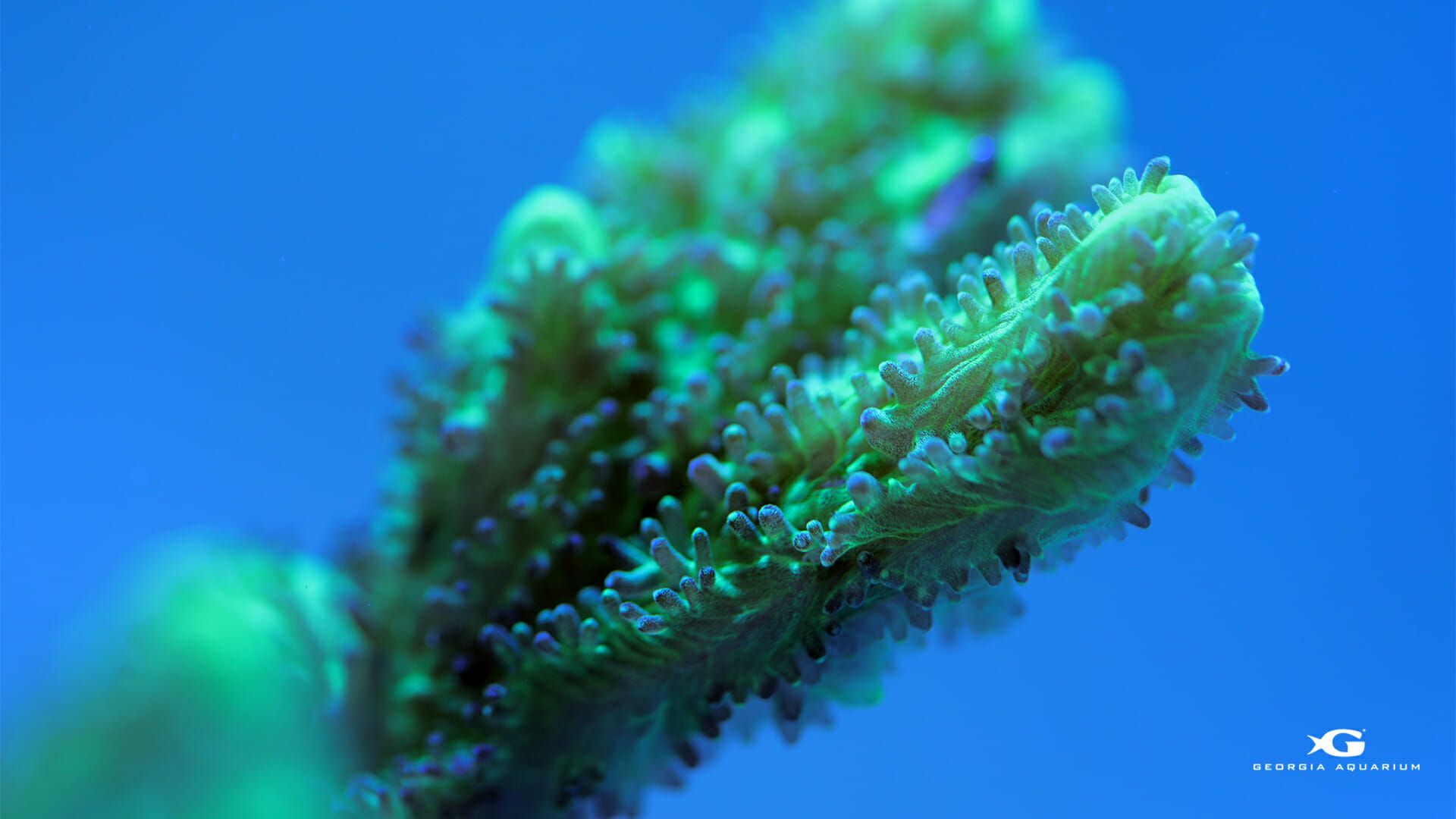 Georgia Aquarium Coral Reef Awareness Week Biology HD Wallpaper