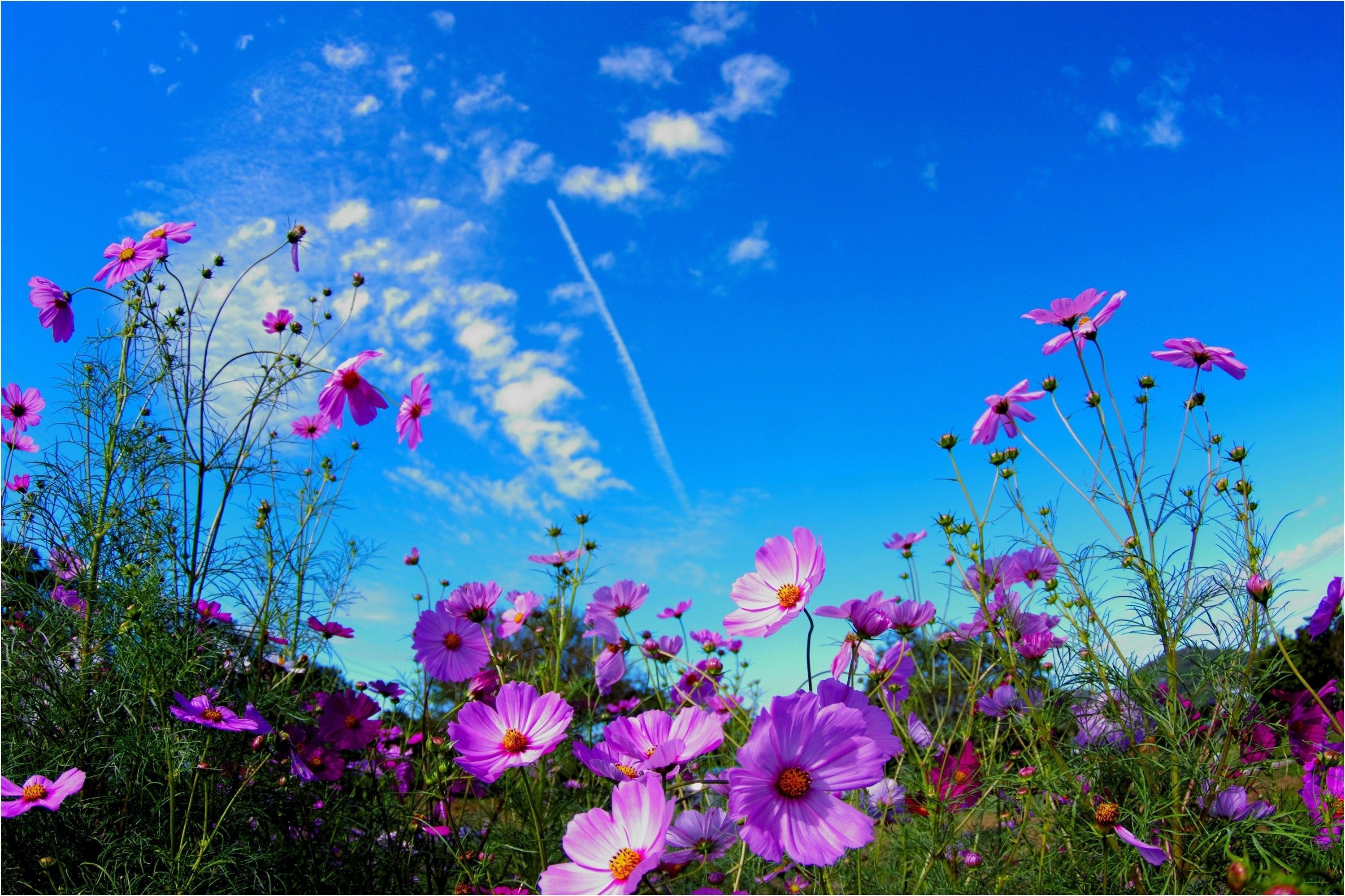 Summer Wild Flowers Wallpapers Wallpaper Cave