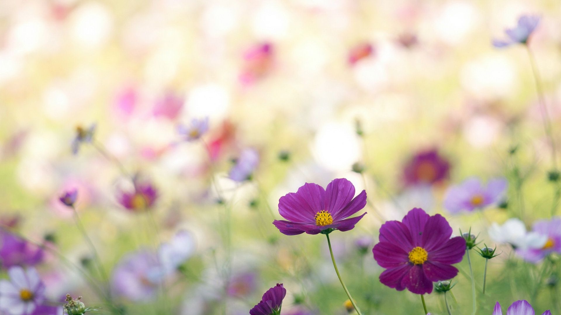 Wildflowers Wallpaper. Spring Wildflowers Wallpaper, Wildflowers Wallpaper and Texas Wildflowers Wallpaper