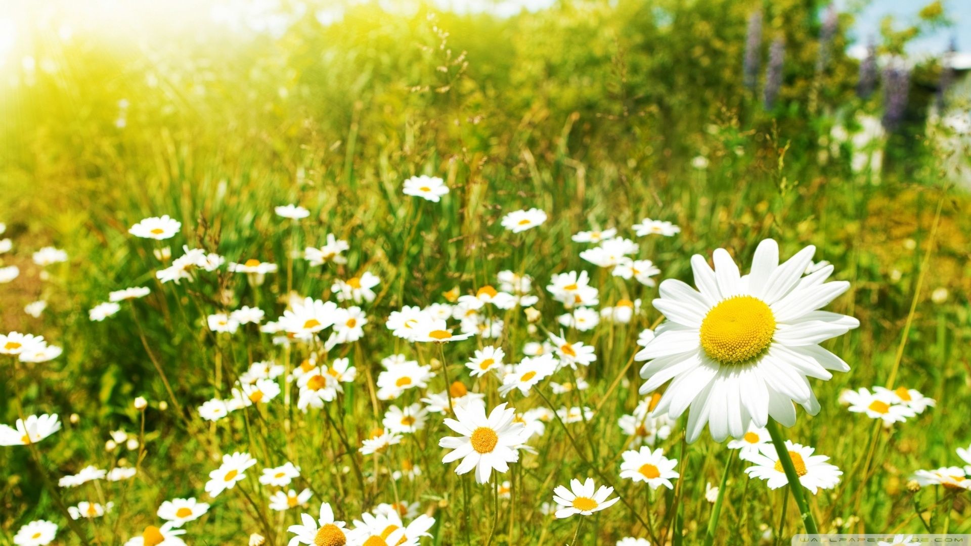 Free download Wildflowers Sunny Day Wallpaper 1920x1080 Wildflowers Sunny Day [1920x1080] for your Desktop, Mobile & Tablet. Explore Wild Flowers Wallpaper. Bluebonnet Wallpaper Wildflowers, Texas Wildflower Wallpaper, Summer Wildflowers Wallpaper