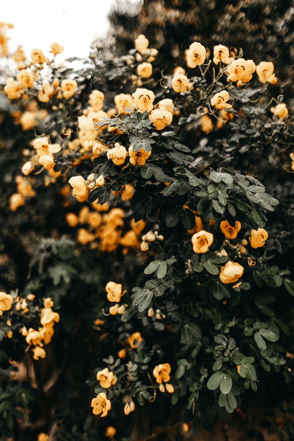 Wildflowers best free wildflower, flower, plant and flora photo