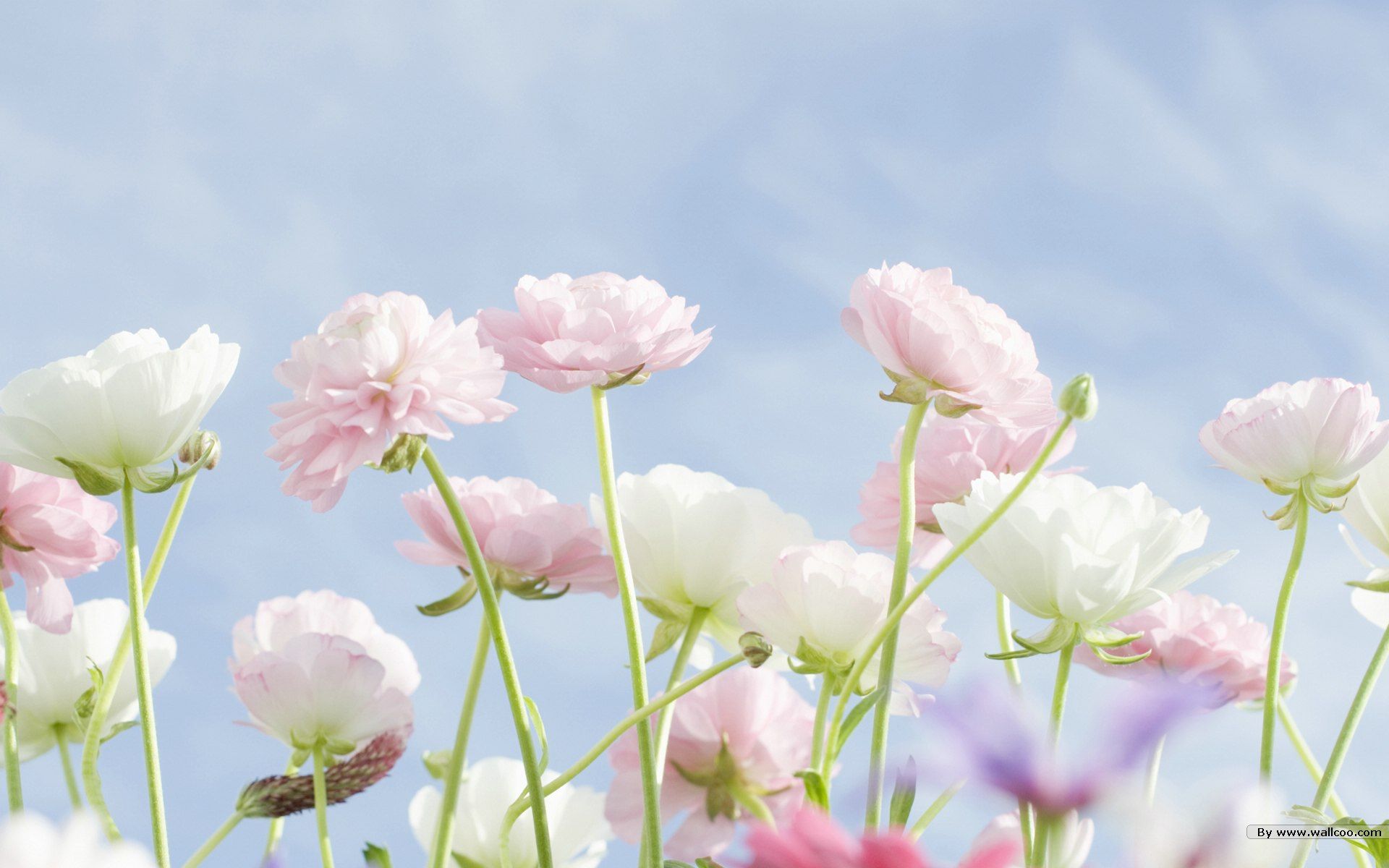 Wildflower wallpaperx1200