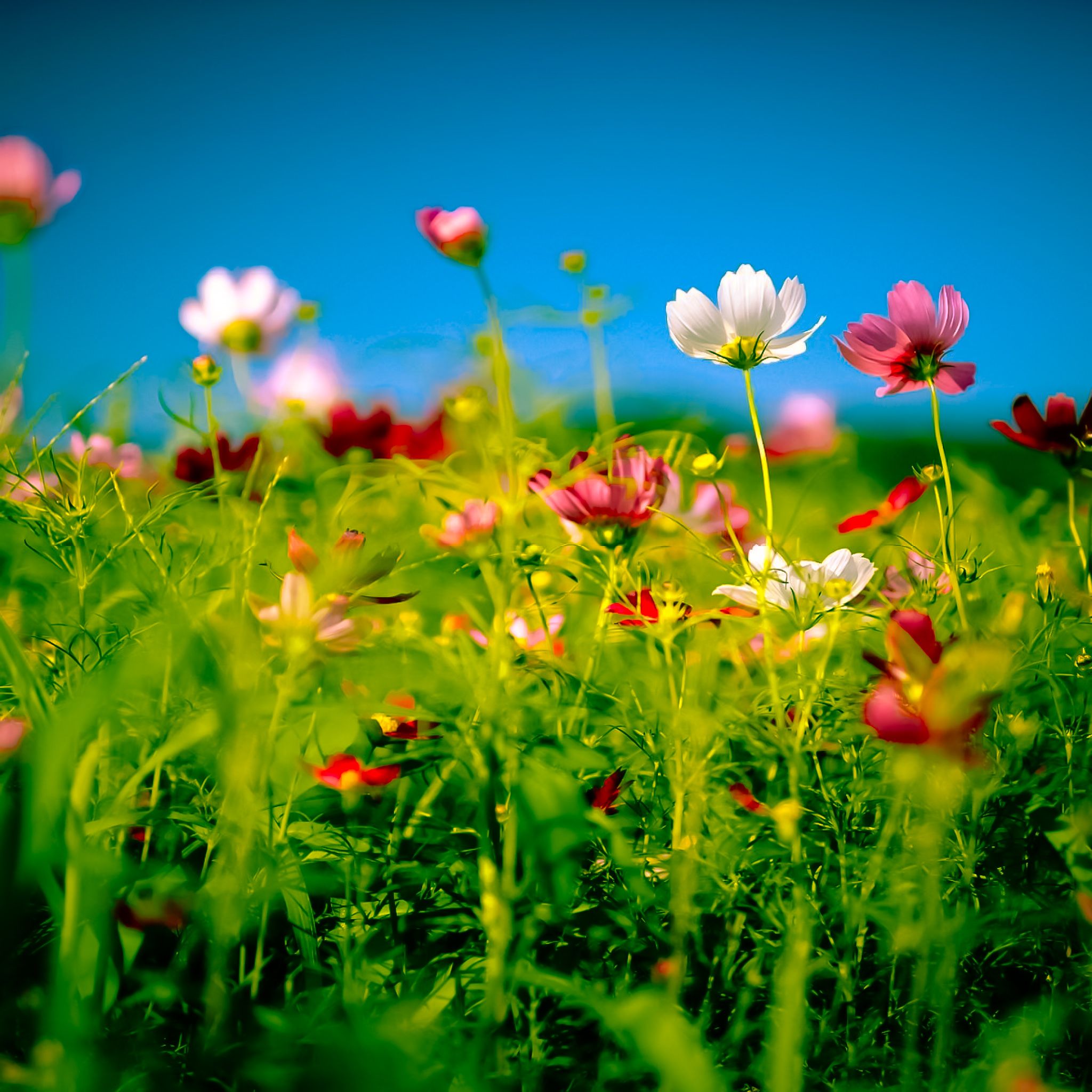 Summer Wild Flowers Wallpapers - Wallpaper Cave