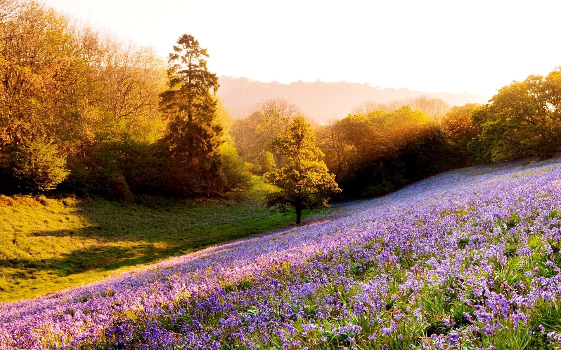 Wildflowers Background. Spring Wildflowers Wallpaper, Wildflowers Wallpaper and Texas Wildflowers Wallpaper