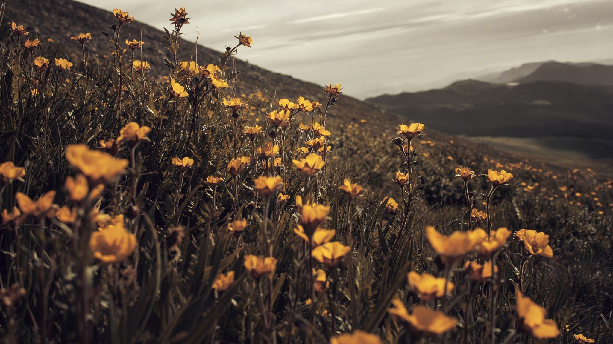 landscape, Plants, Wilderness, Summer, Field, Adobe Photohop, Overcast, Flowers, Wildflowers, Yellow Flowers, Nature, Macro, Depth Of Field Wallpaper HD / Desktop and Mobile Background