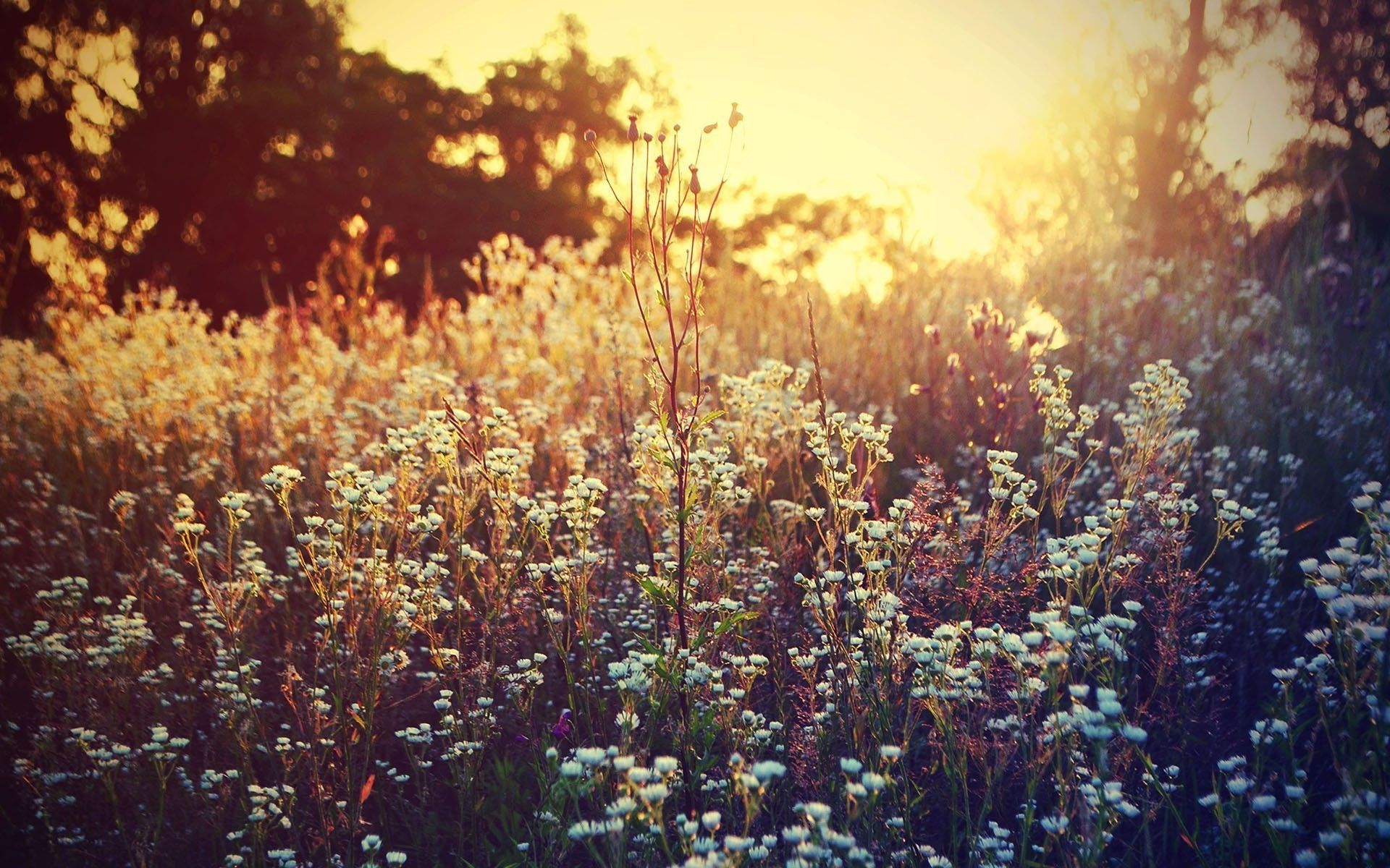Wildflowers Wallpaper