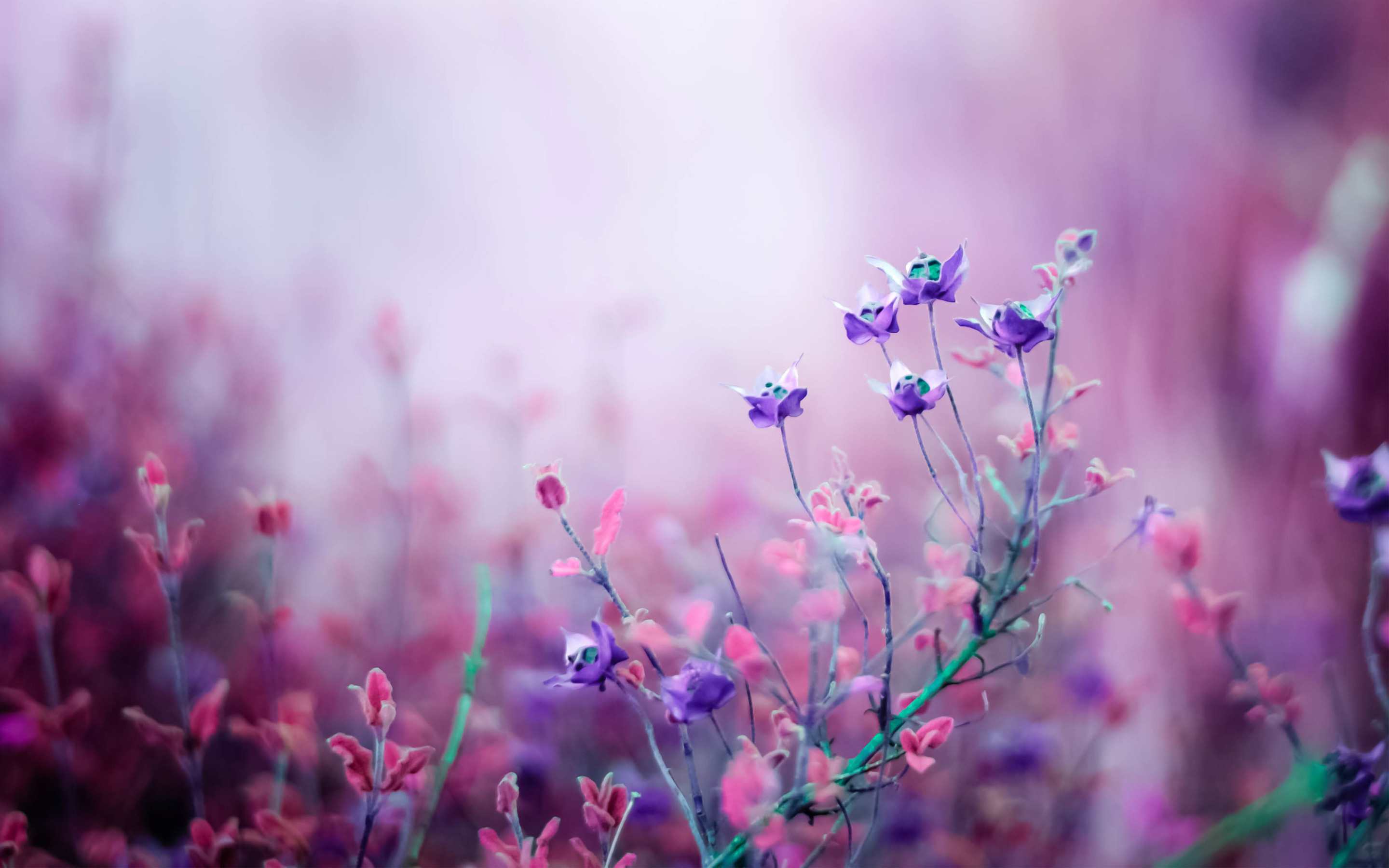 Free Purple Flower Wallpaper Photo Flowers Wallpaper HD HD Wallpaper