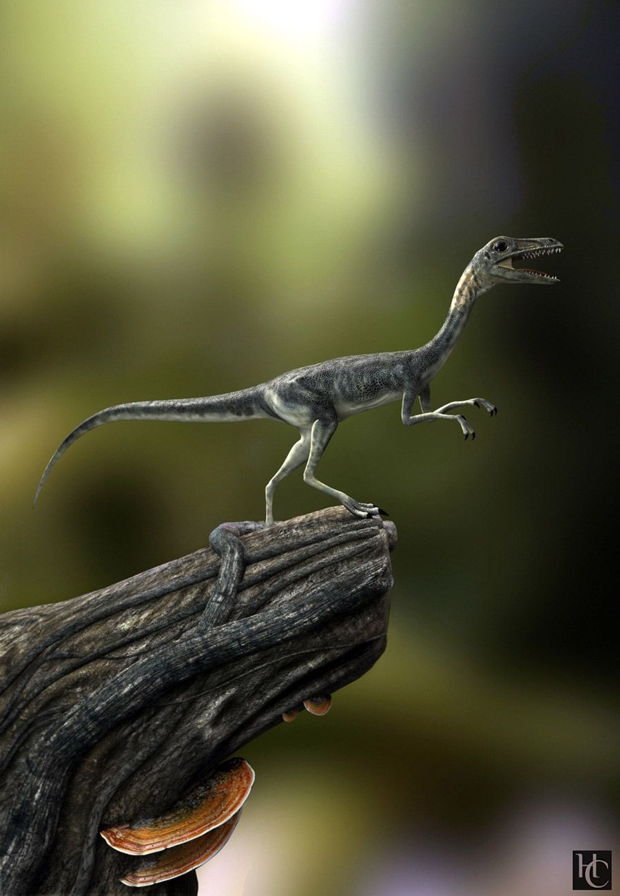 Compsognathus Wallpapers - Wallpaper Cave