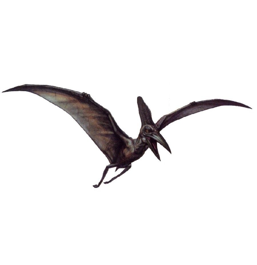 Pteranodon Picture & Facts Dinosaur Database