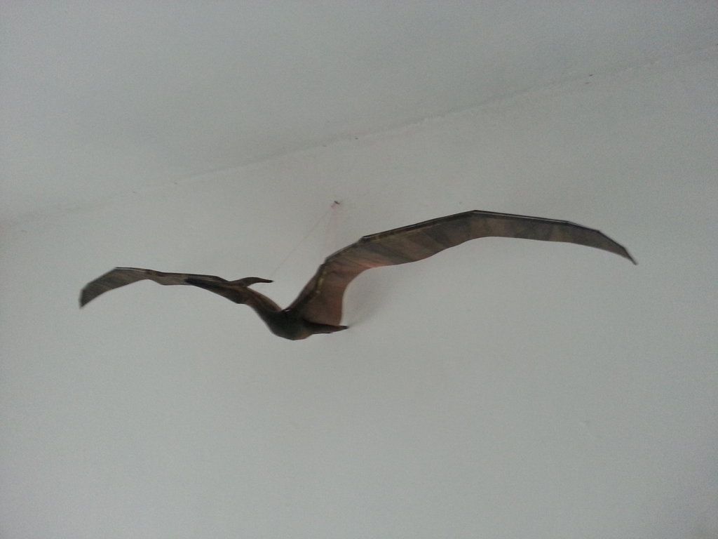 Pteranodon Wallpaper. Pteranodon Wallpaper