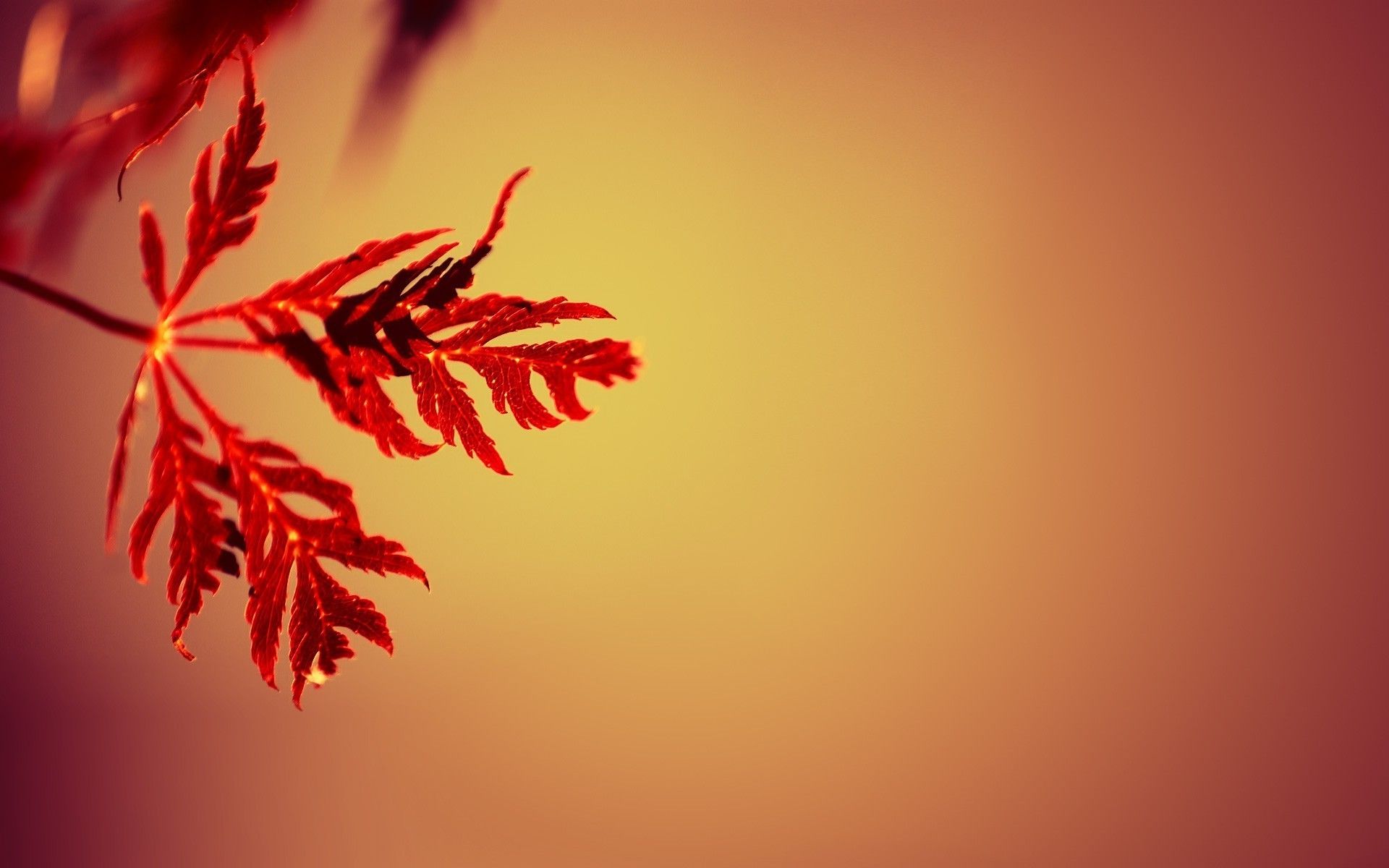 Wallpaper, 1920x1200 px, depth of field, gradient, leaves, macro, nature, red, simple background 1920x1200