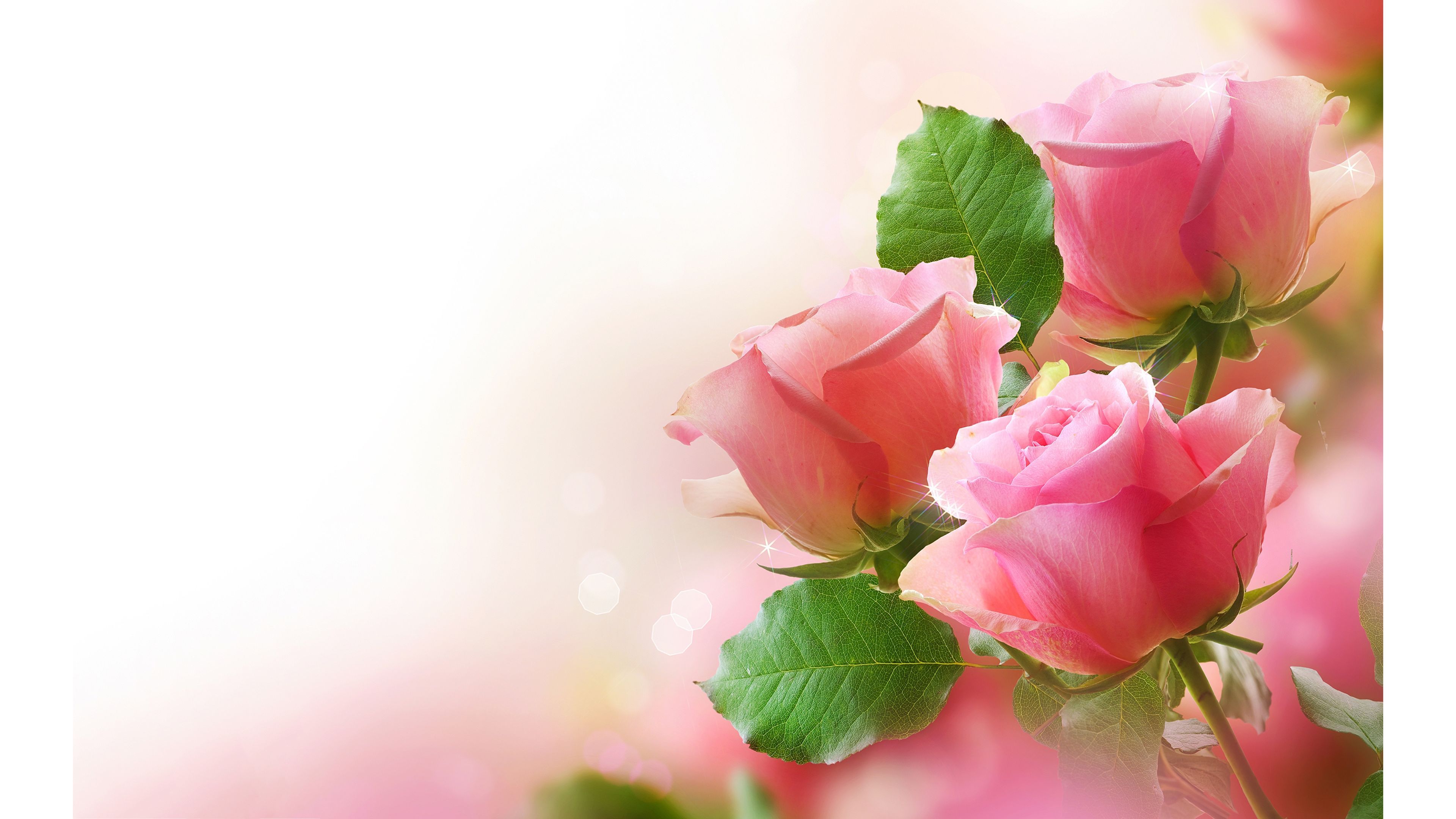 Roses Flower 4k Wallpaper