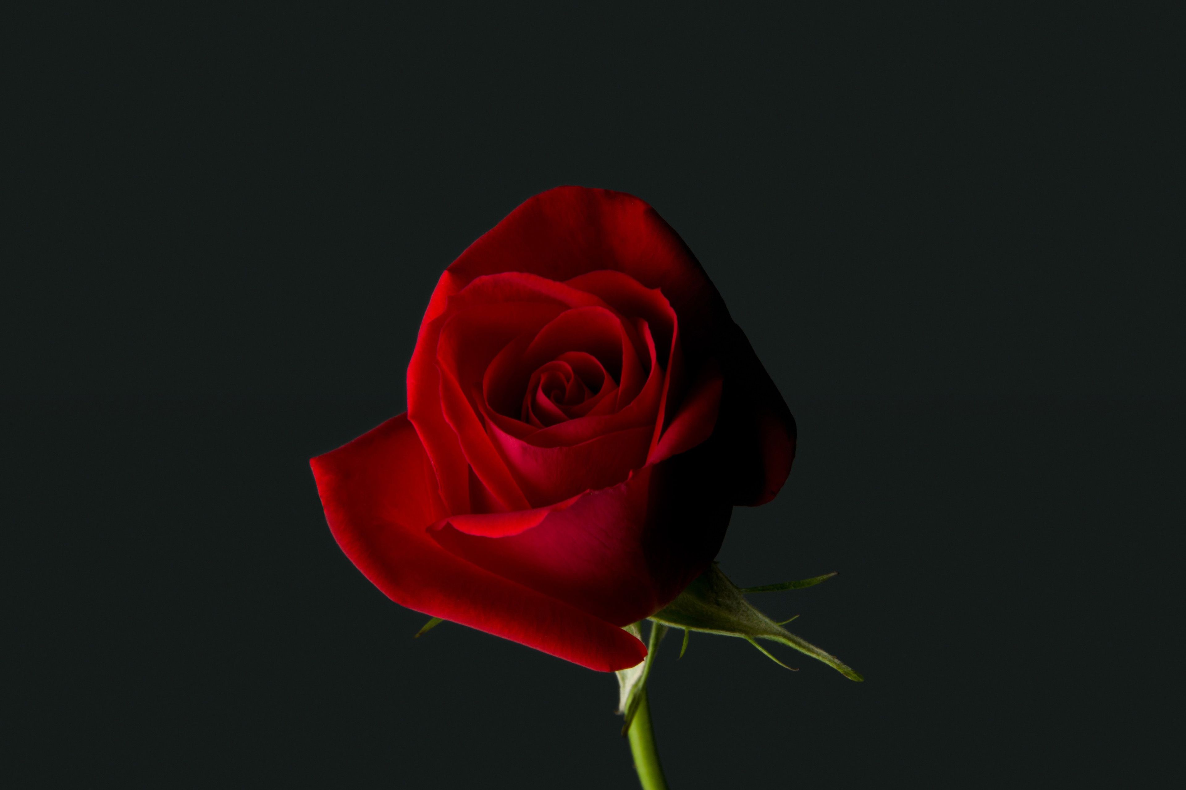 Rose Wallpaper 4k