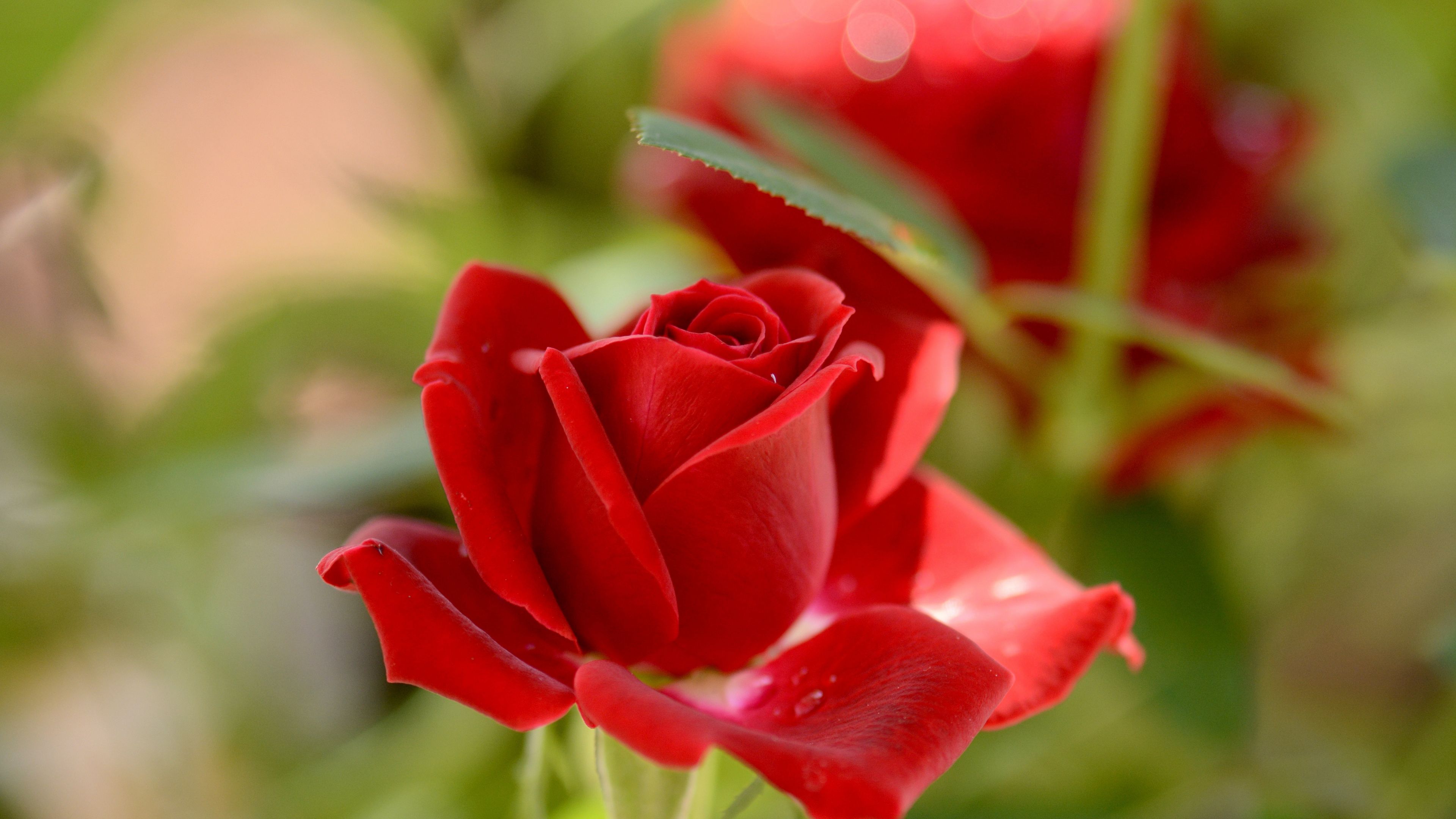 Desktop Wallpaper Red Rose, Flower, Bloom, 4k, HD Image, Picture, Background, 0eabda