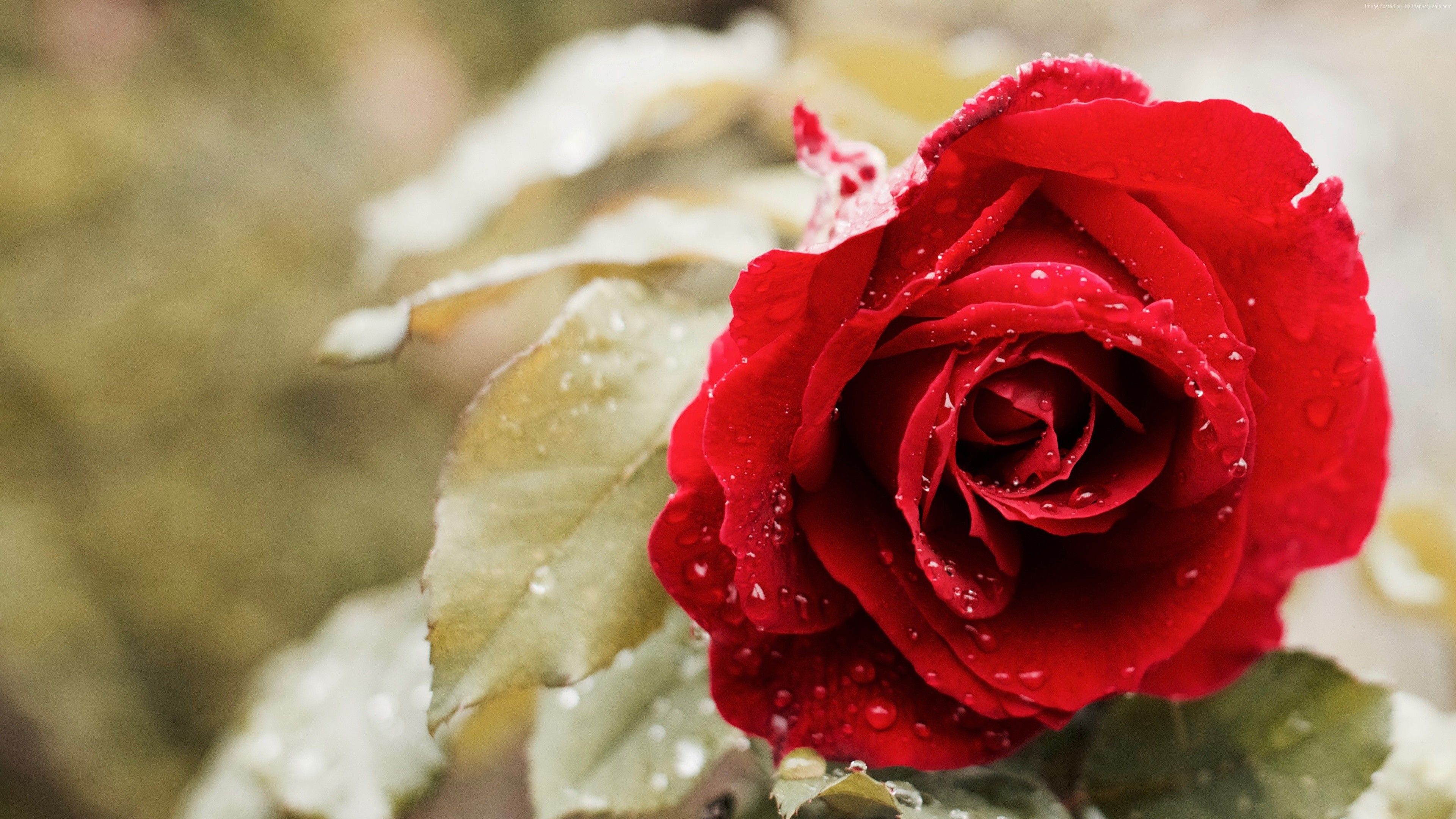 #flower, k wallpaper, #red, k, #rose, #spring. Mocah HD Wallpaper