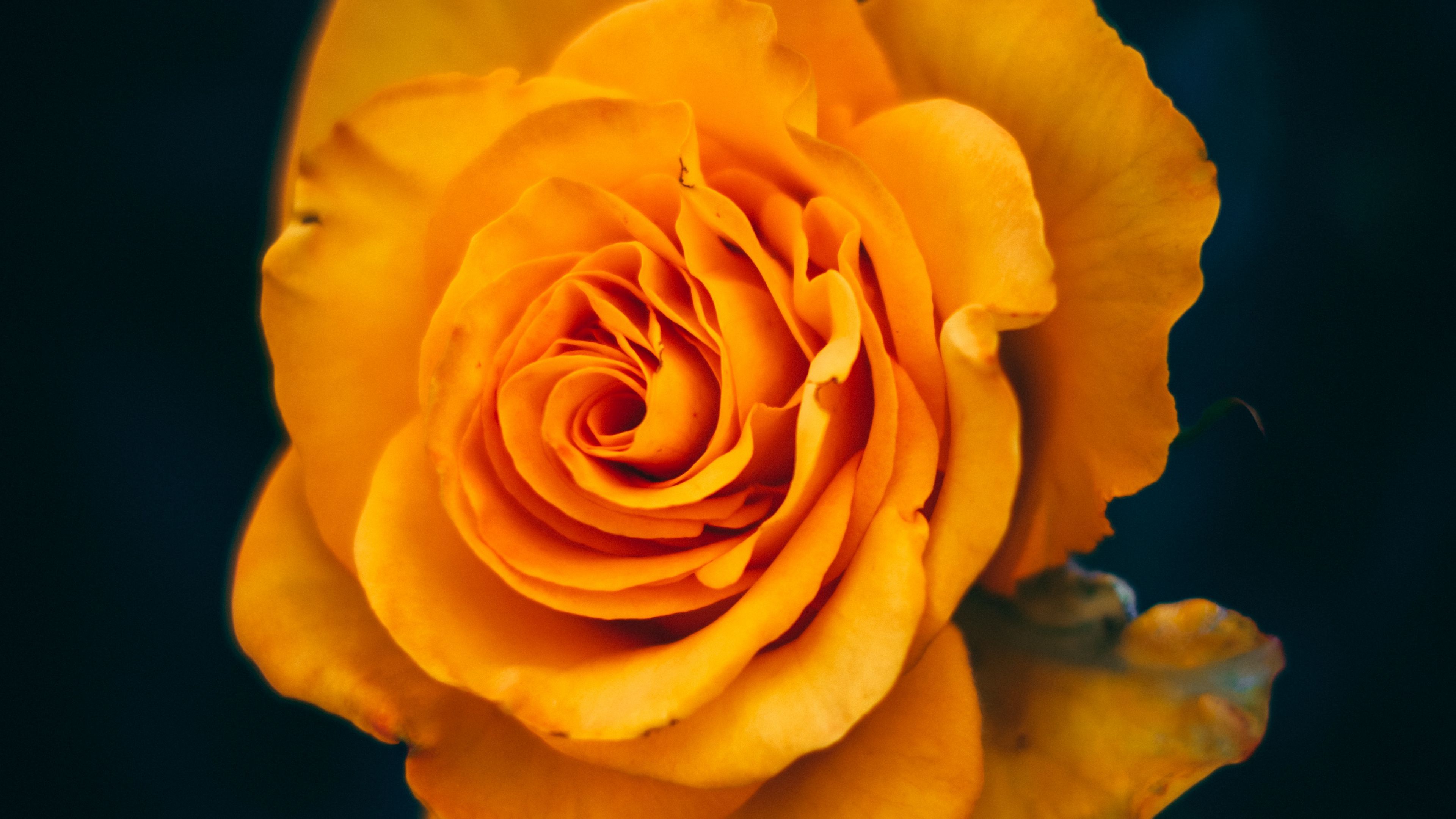 Rose Flower 4k Wallpapers - Wallpaper Cave