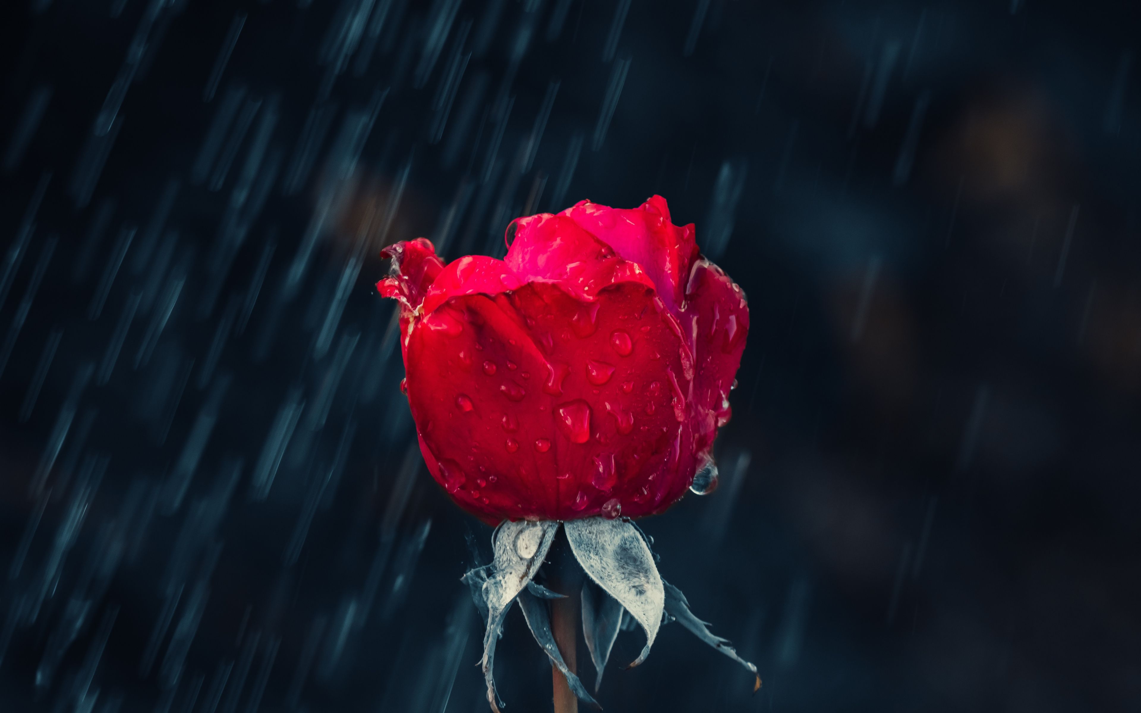 Download Flower, bud, red rose, rain drops wallpaper, 3840x 4K Ultra HD 16: Widescreen