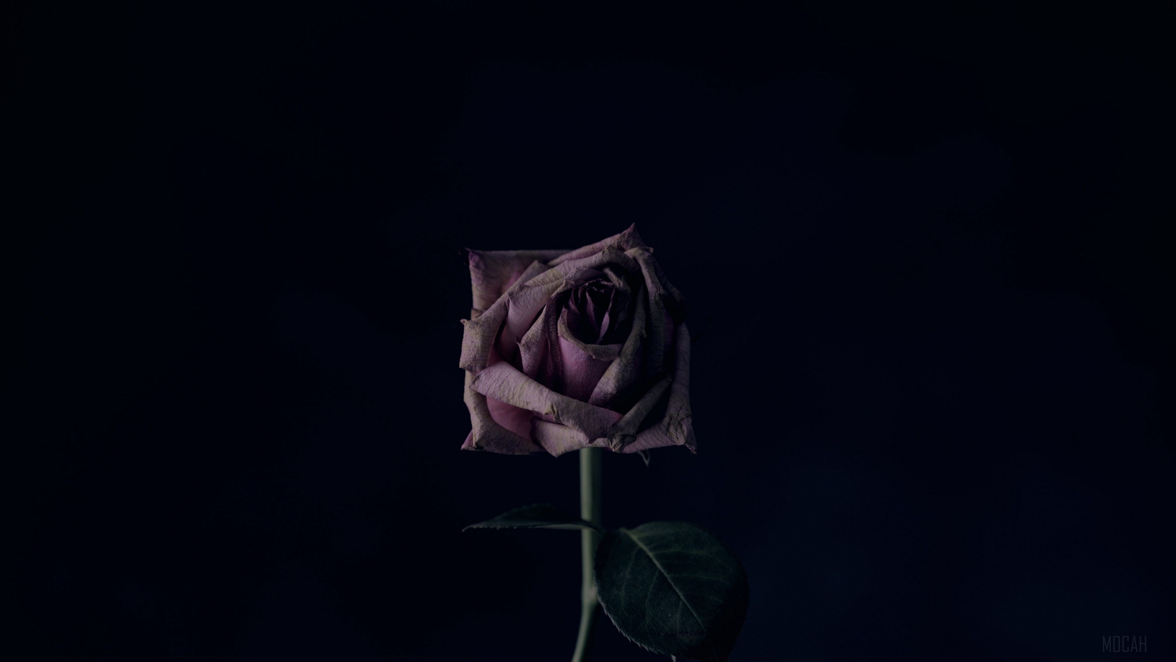 rose, flower, black background, bud 4k wallpaper. Mocah HD Wallpaper