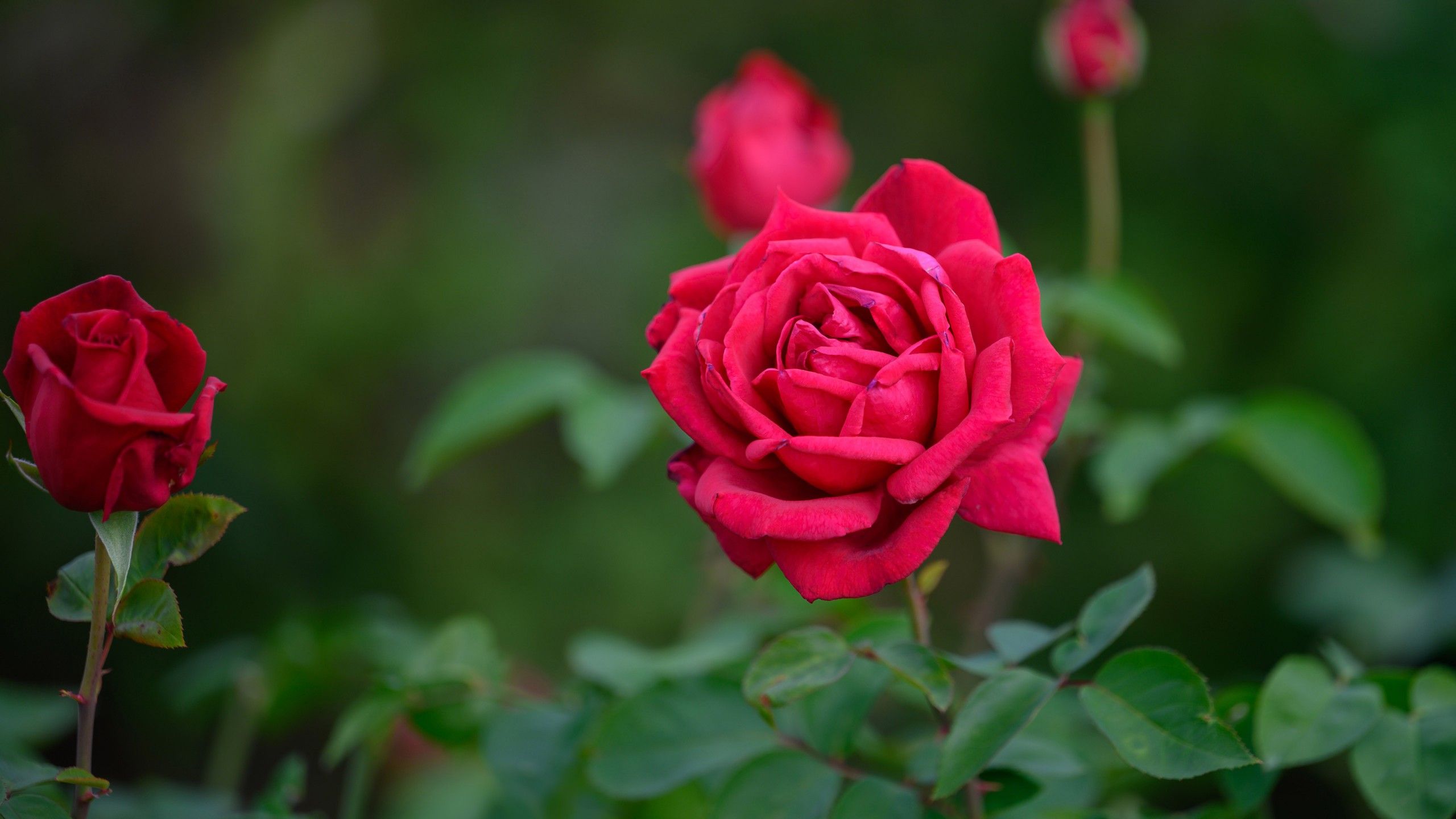 Dark Pink Rose Flower With Leaves In Buds With Leaves Background 4K 5K HD Flowers Wallpaper</a> Wallpaper