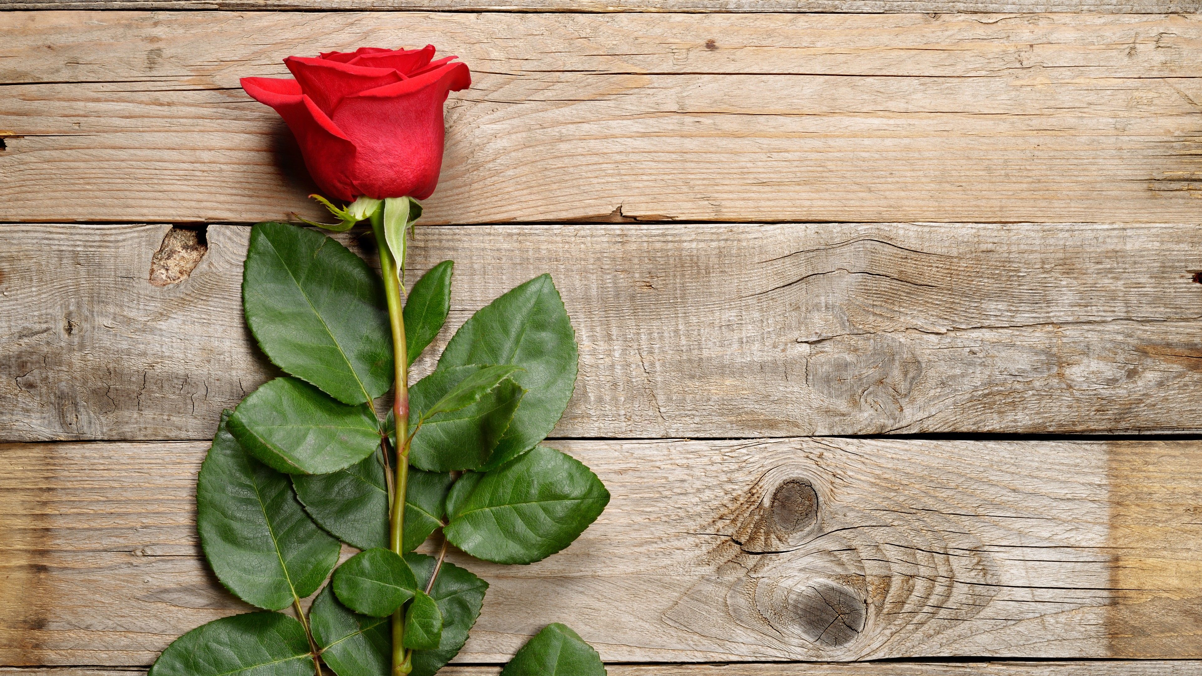 Wallpaper rose, flower, 5k, Nature Wallpaper Download Resolution 4K Wallpaper